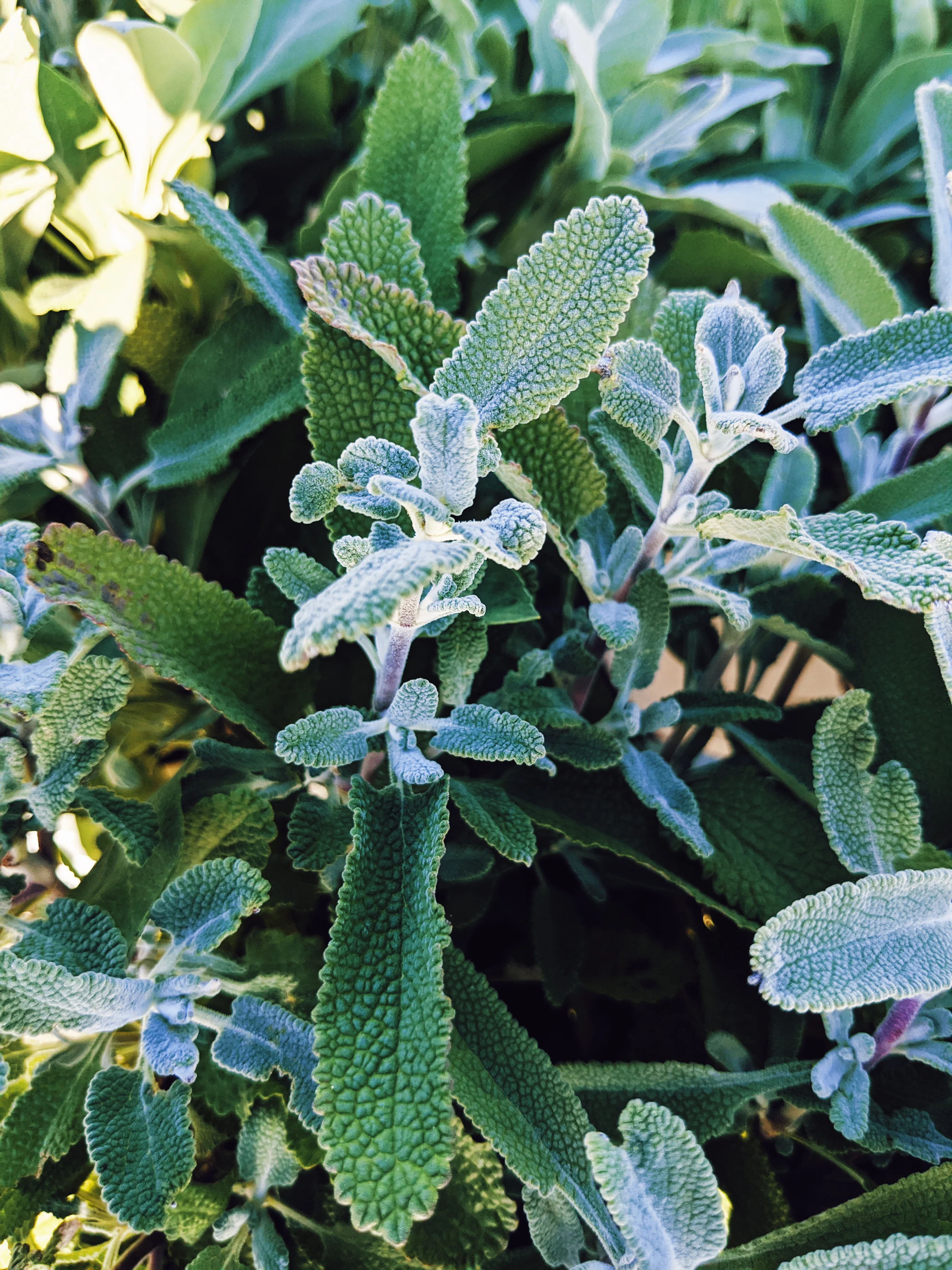 Sage Scrub. Natural perfume fixative. Homegrown white, baja, and black sages and chaparral. - Image 8