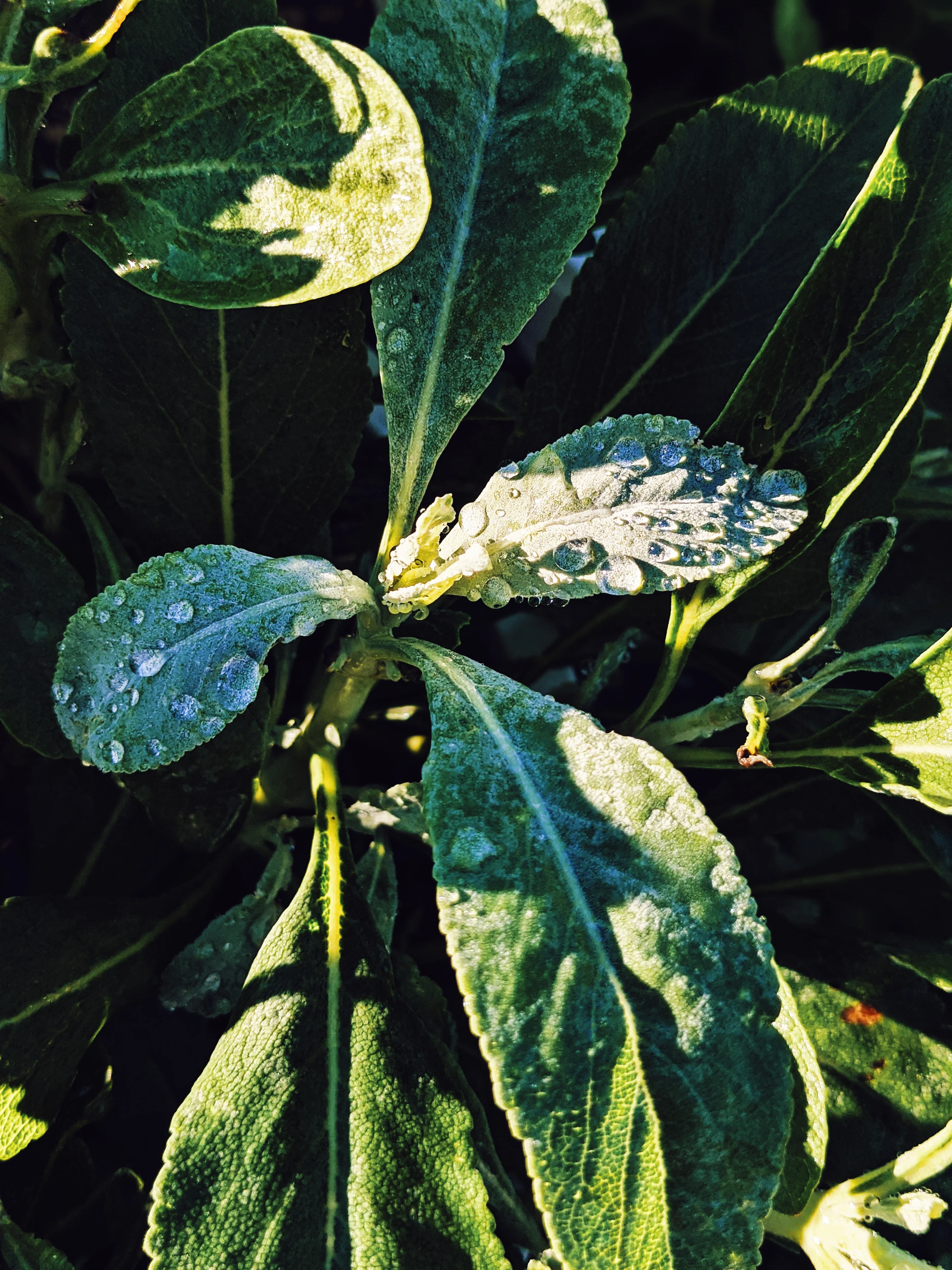 Sage Scrub. Natural perfume fixative. Homegrown white, baja, and black sages and chaparral. - Image 9