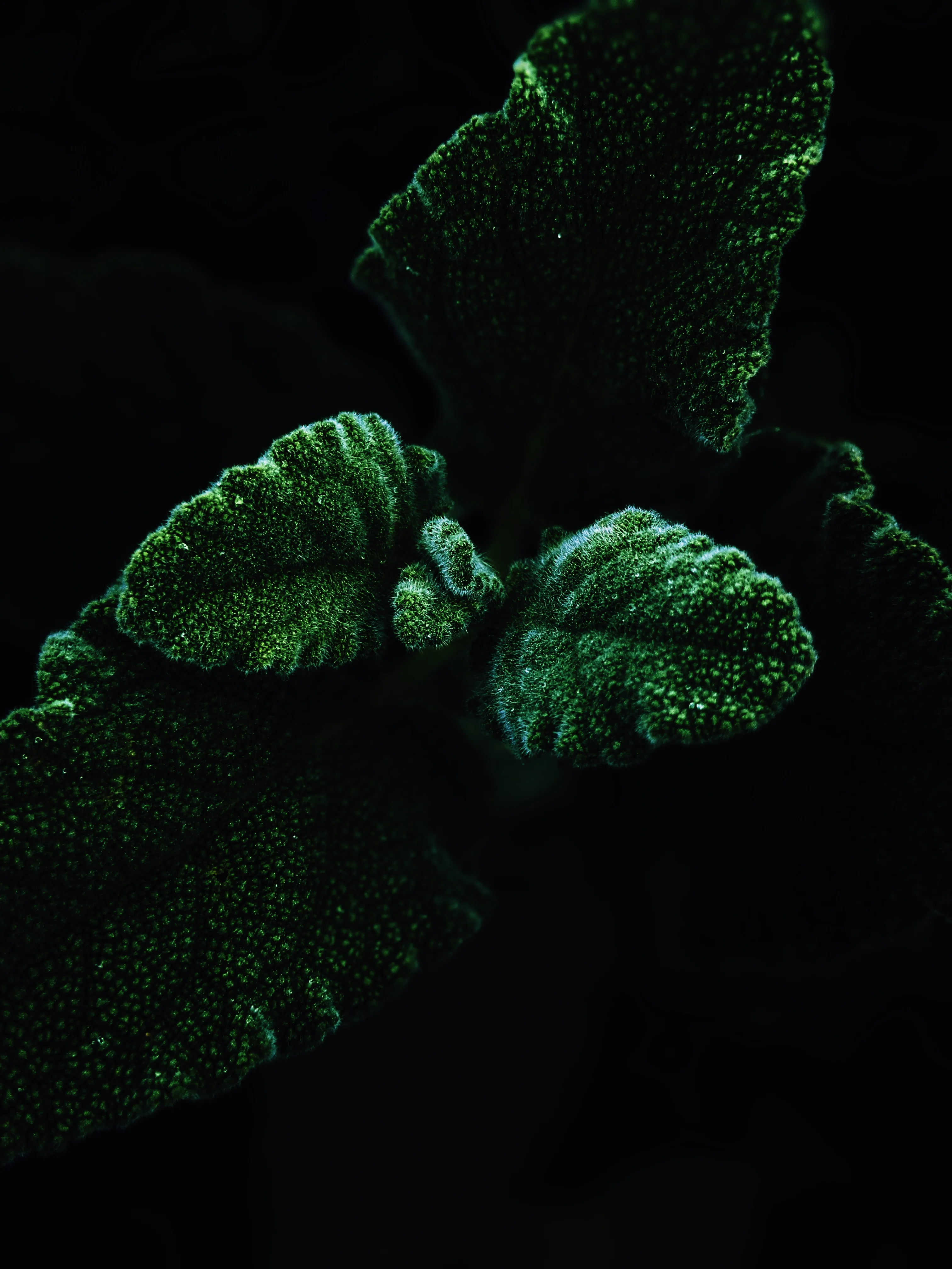 Sagittarius Moon ♐︎ natural perfume. pepper, incense, lemon, amber, sandalwood, moss. August 2025 - Image 12