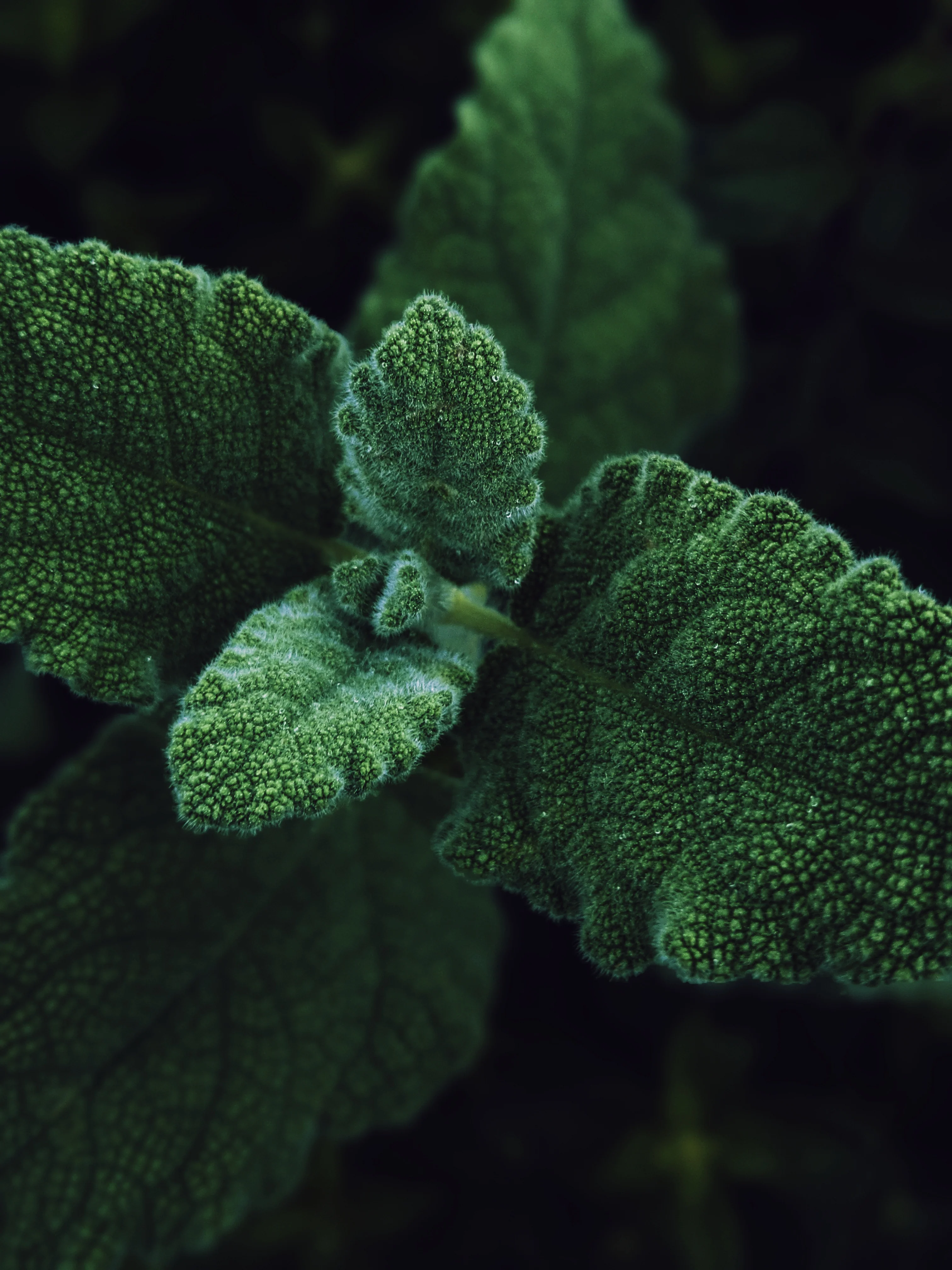 Sagittarius Moon ♐︎ natural perfume. pepper, incense, lemon, amber, sandalwood, moss. August 2025 - Image 4