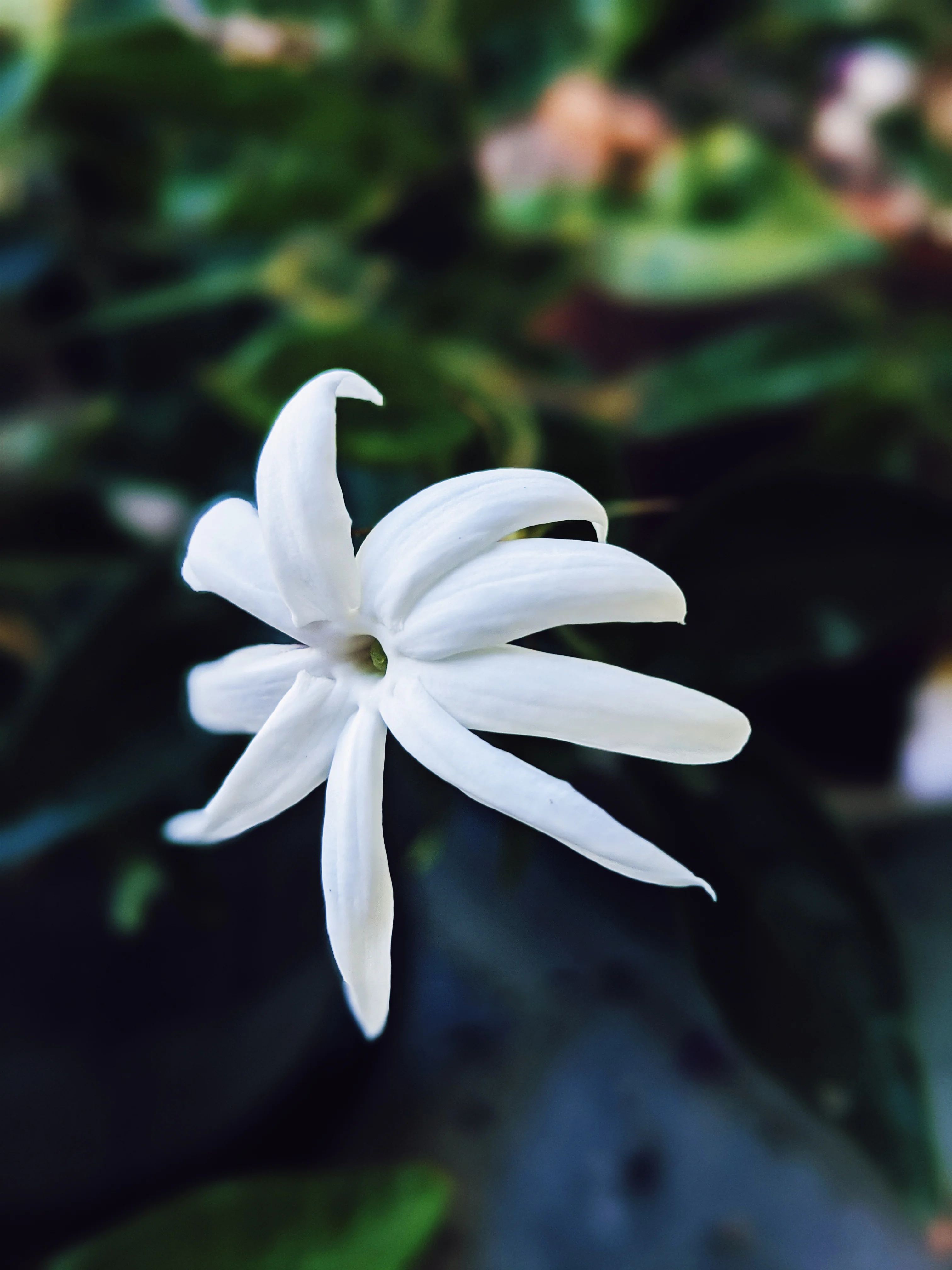 Saturn ♄ botanical perfume. rich florals, agarwood, patchouli, tonka, incense, sandalwood. May 2023 - Image 5