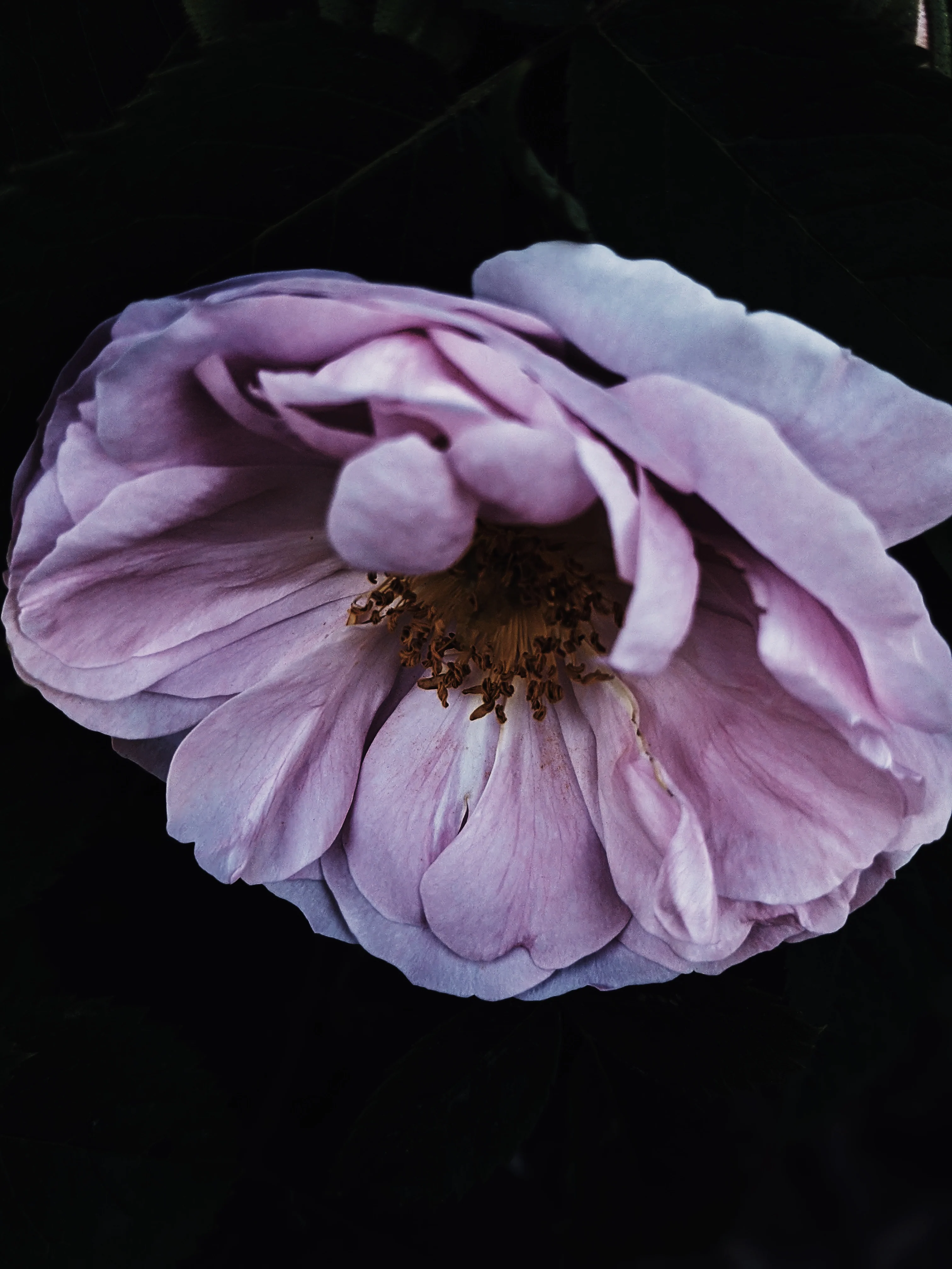 Sleeping Beauty. natural perfume. pale basil. feral in sleep, a honeycomb shroud. March 2023 - Image 11