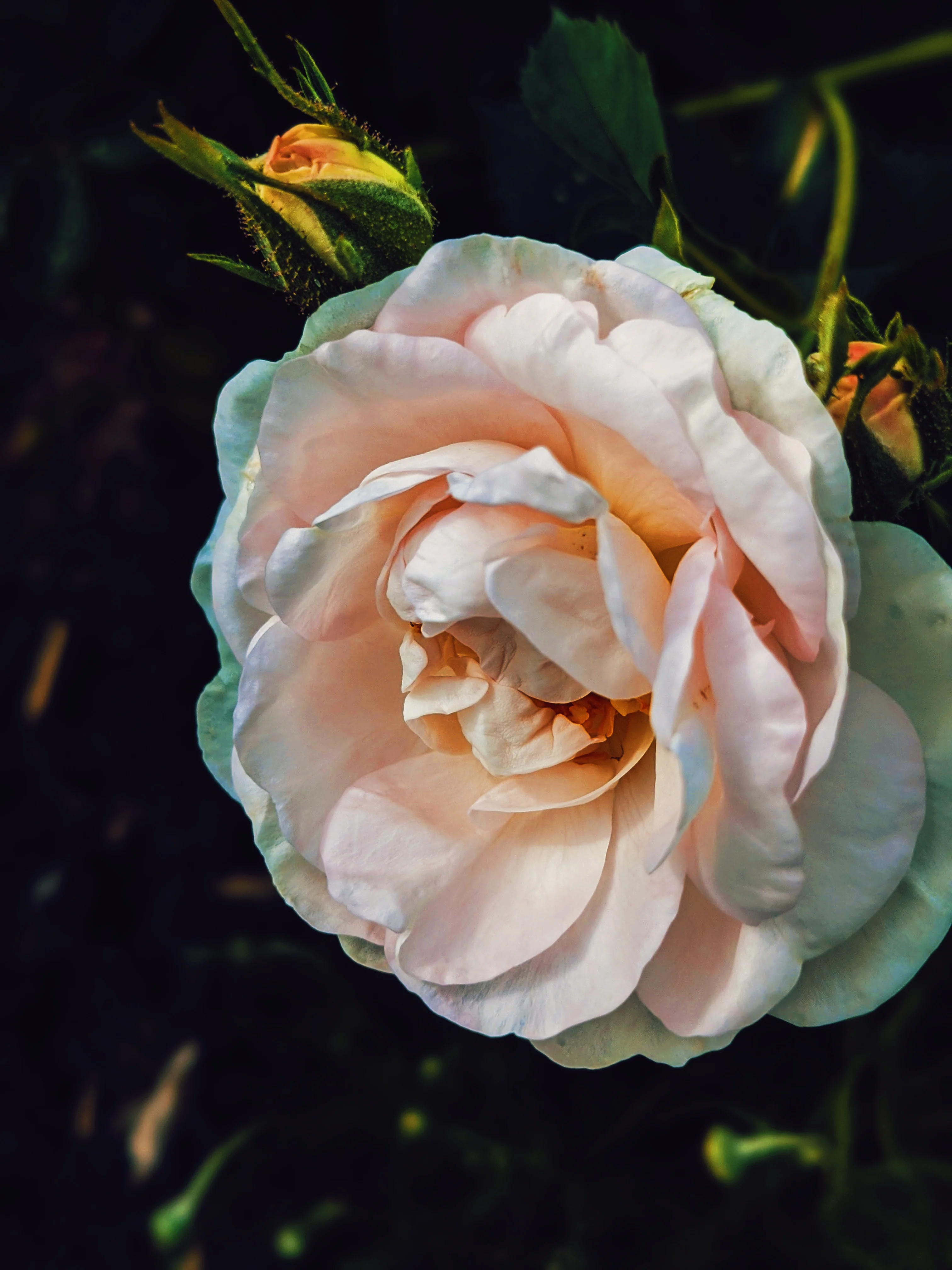 Sleeping Beauty. natural perfume. pale basil. feral in sleep, a honeycomb shroud. March 2023 - Image 13