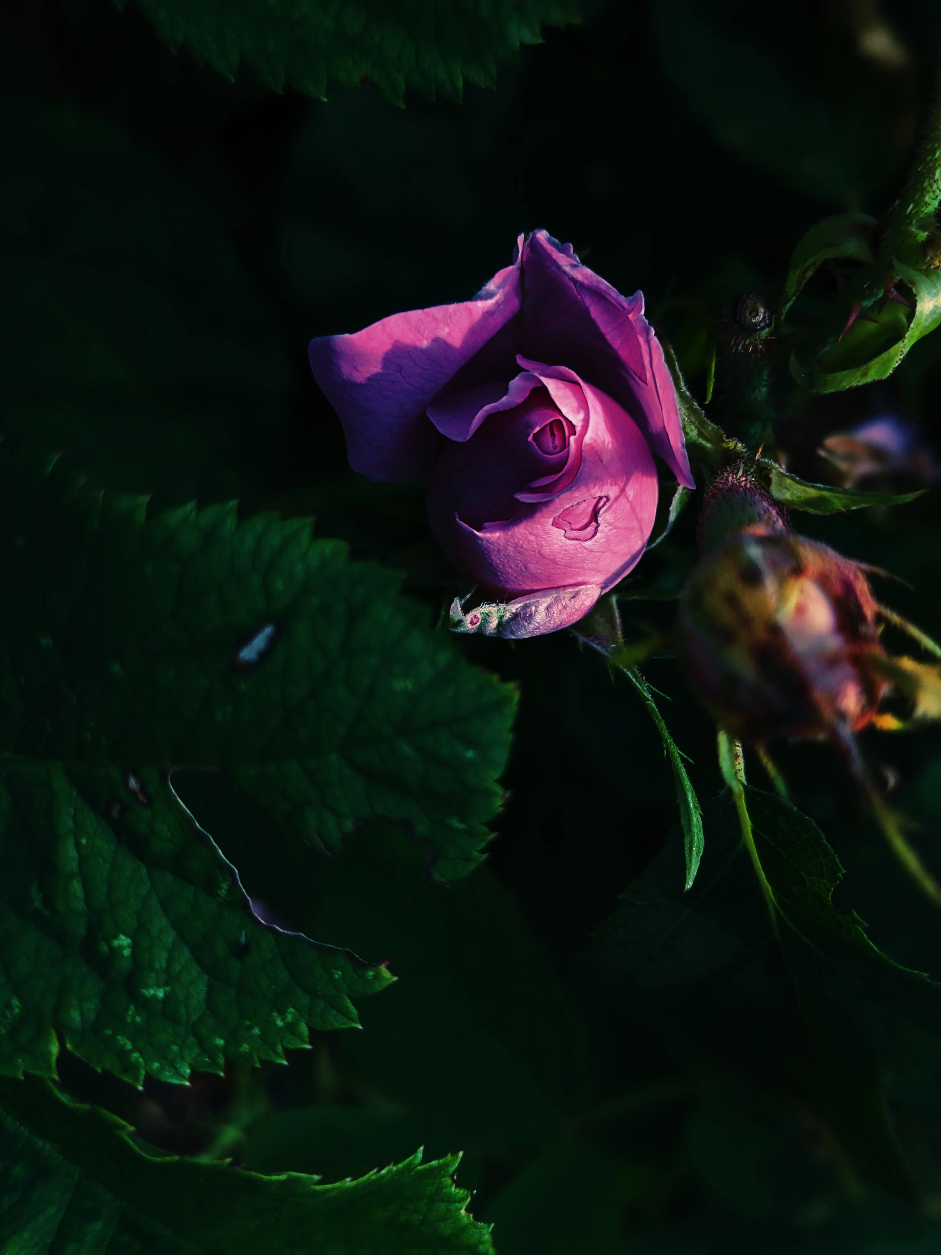 Sleeping Beauty. natural perfume. pale basil. feral in sleep, a honeycomb shroud. March 2023 - Image 16