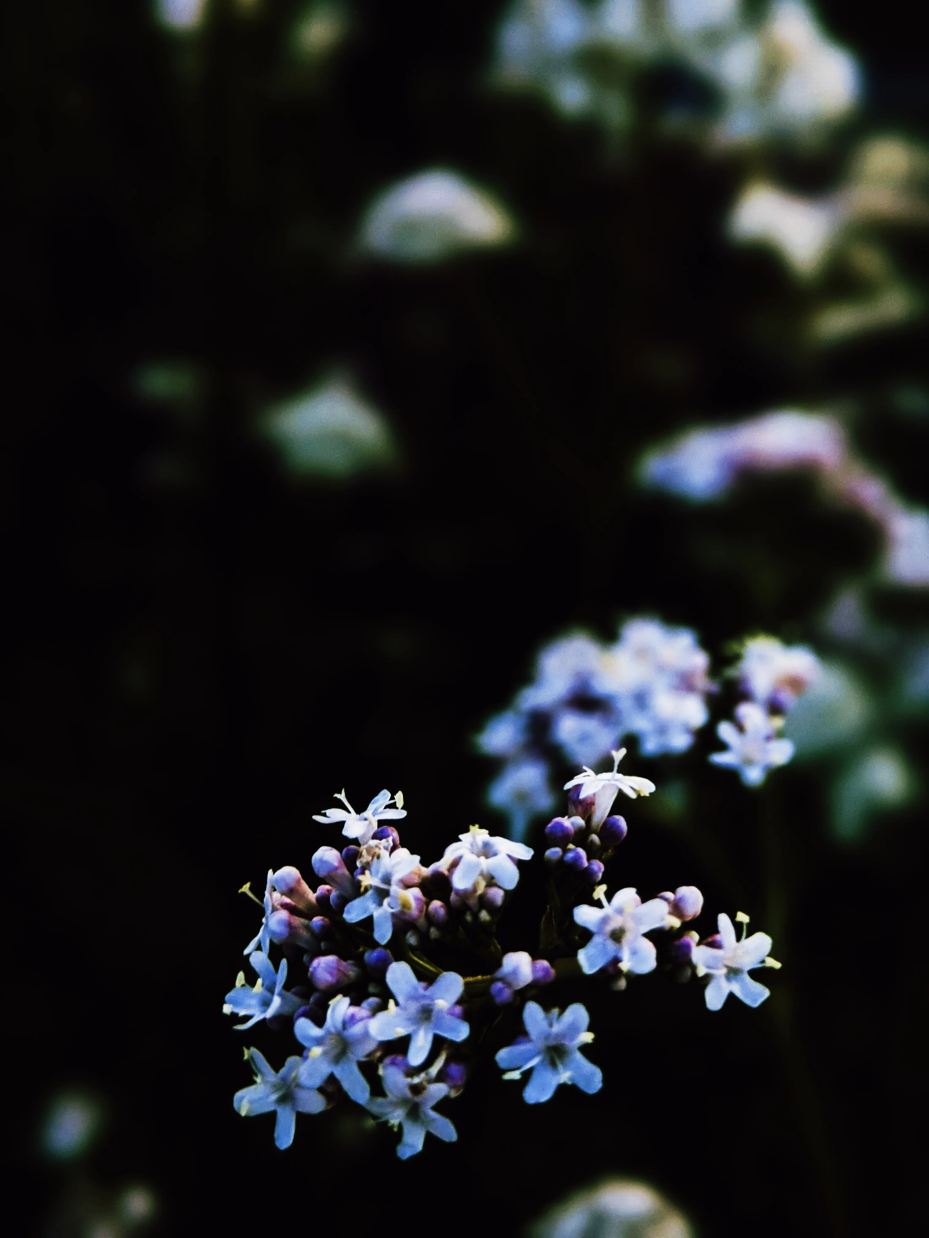 Sleeping Beauty. natural perfume. pale basil. feral in sleep, a honeycomb shroud. March 2023 - Image 18