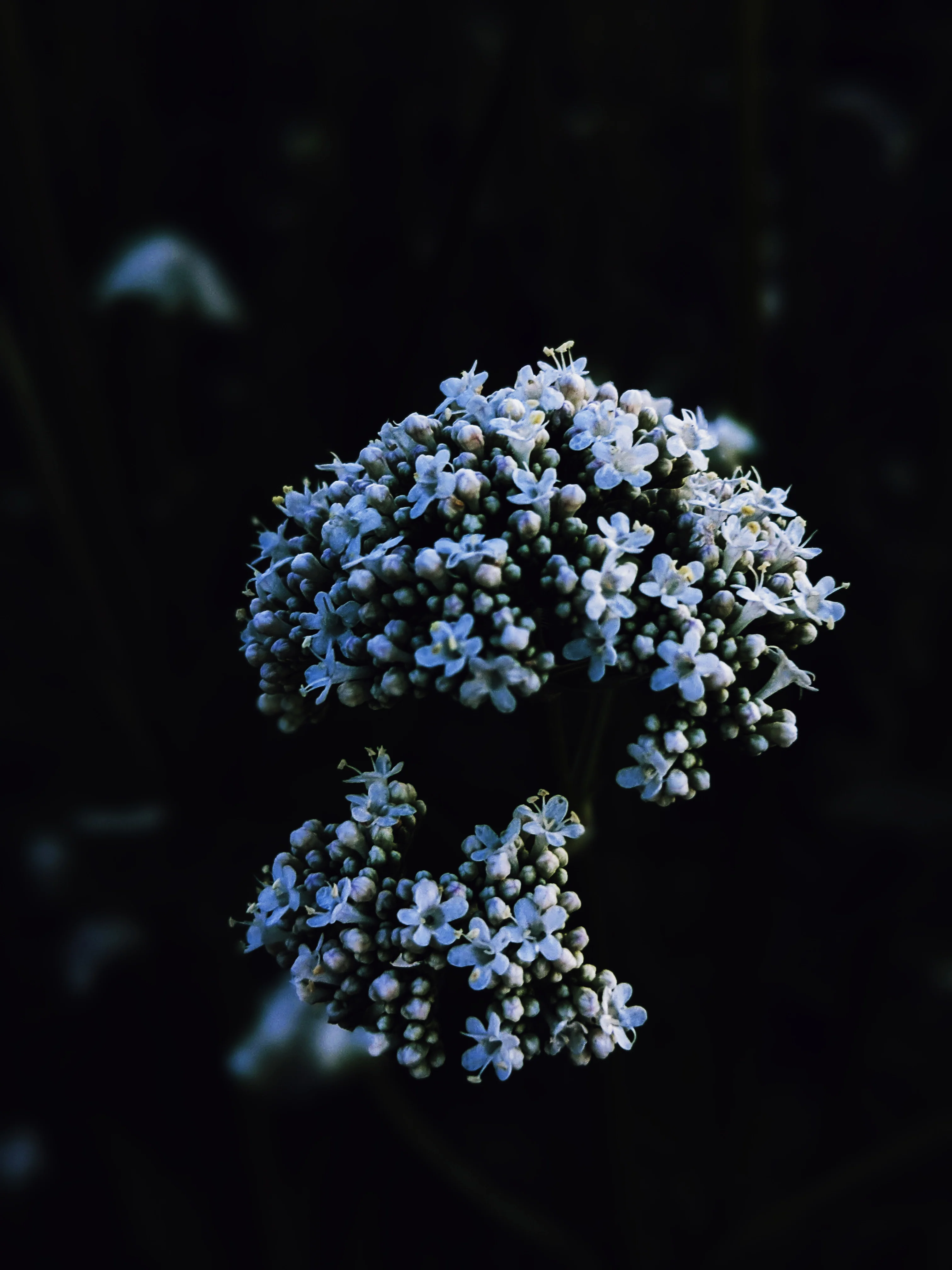 Sleeping Beauty. natural perfume. pale basil. feral in sleep, a honeycomb shroud. March 2023 - Image 6