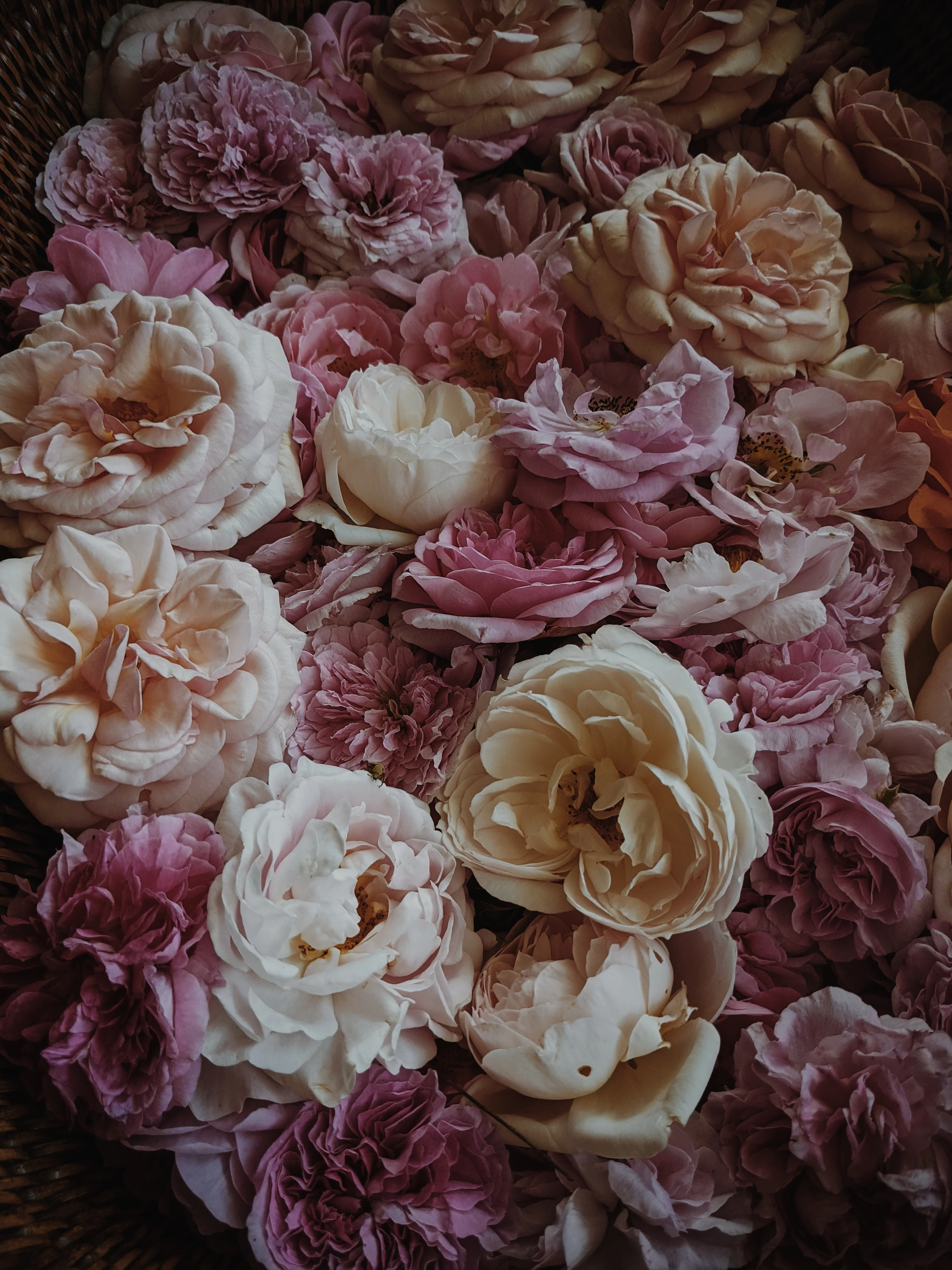 Sleeping Beauty. natural perfume. pale basil. feral in sleep, a honeycomb shroud. March 2023 - Image 8