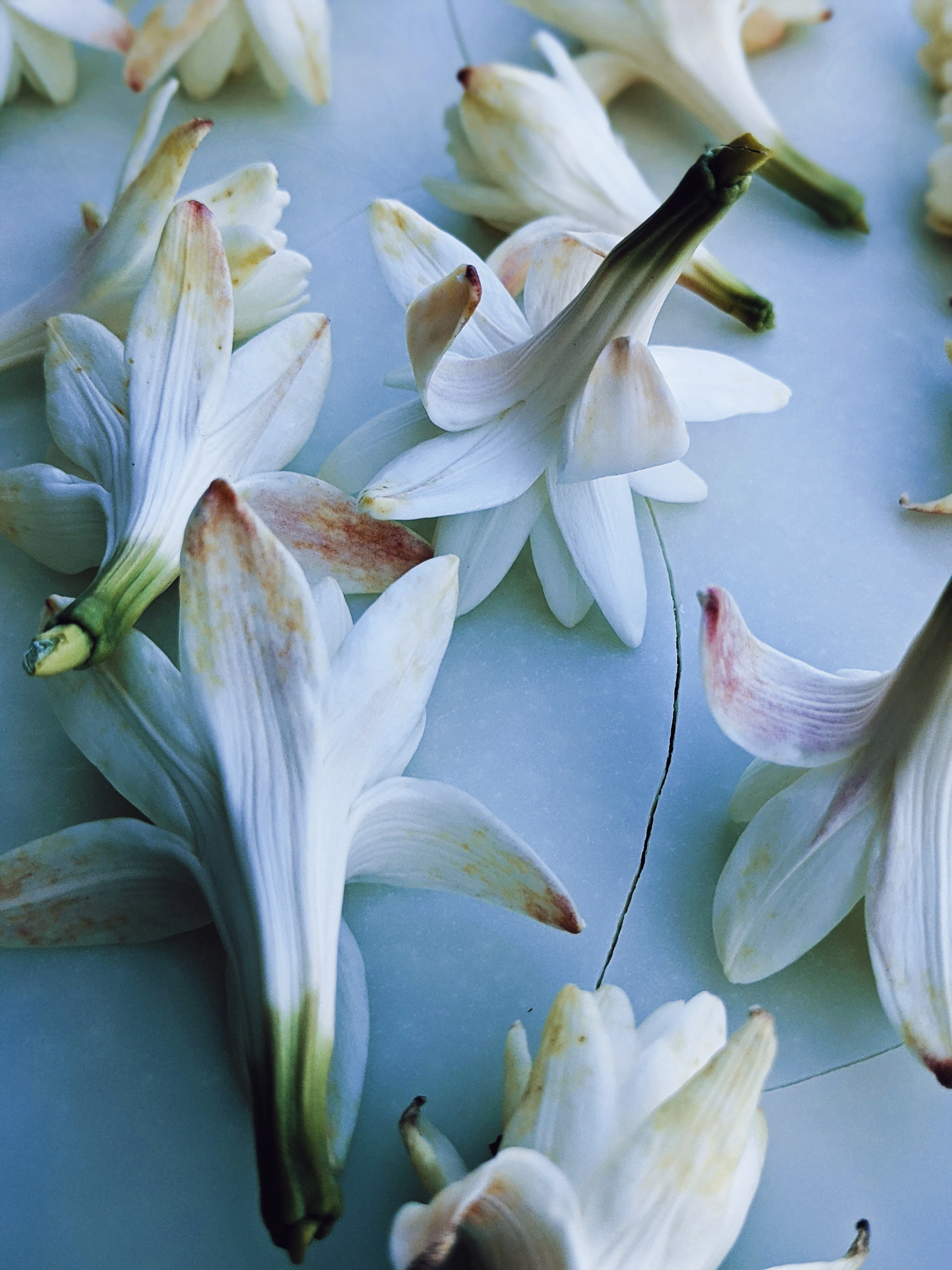 Snow White. natural perfume. juicy as a ripe red apple. dark as a deer heart. October 2023 - Image 3