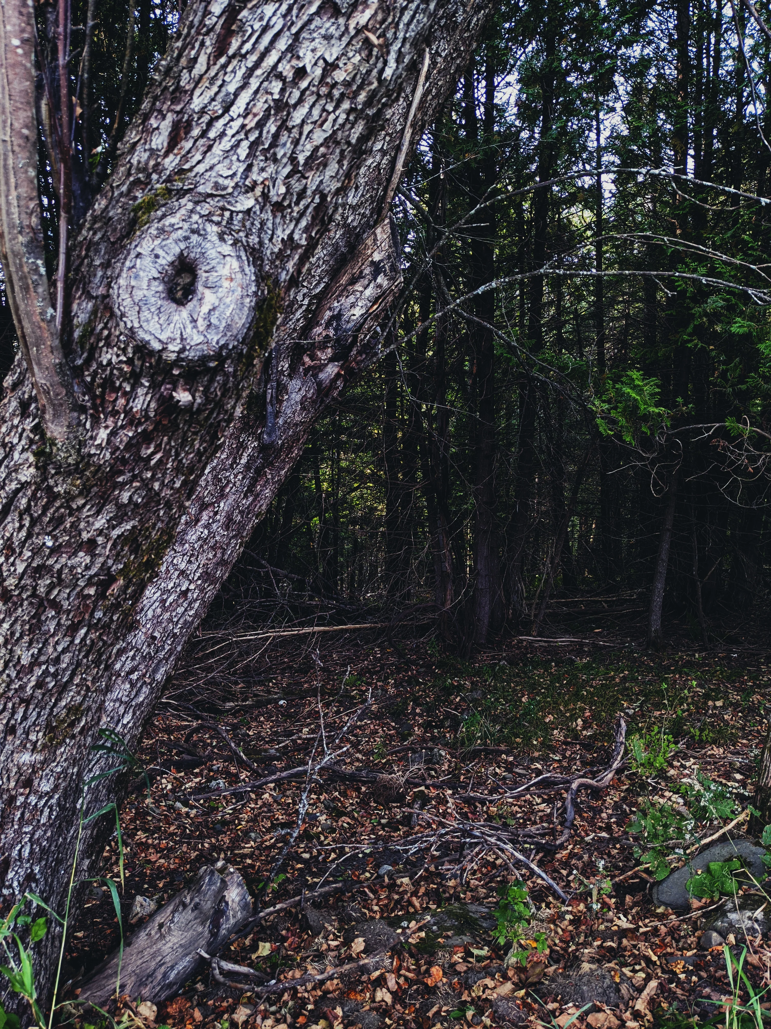 Snow White. natural perfume. juicy as a ripe red apple. dark as a deer heart. October 2023 - Image 6