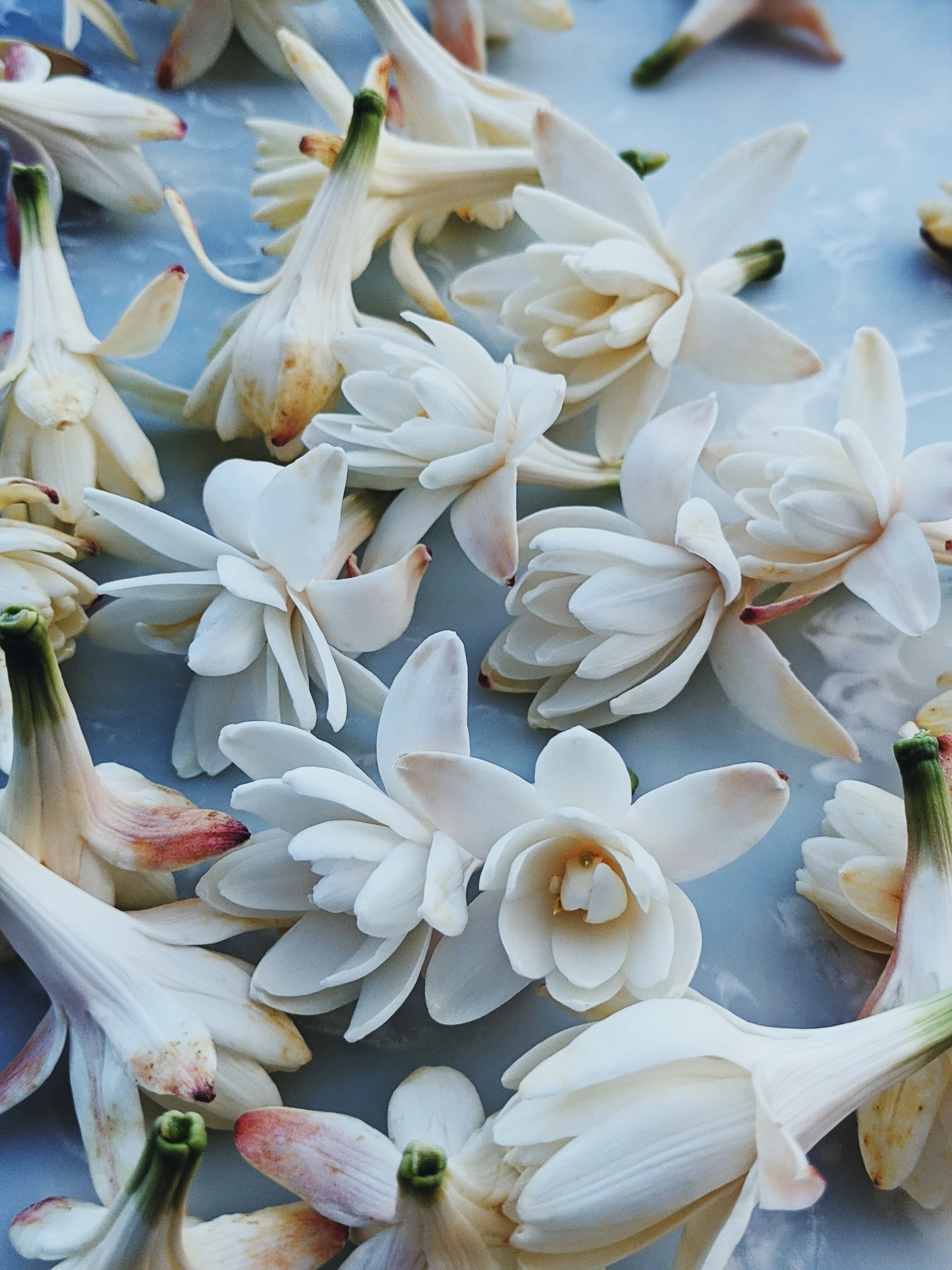 Snow White. natural perfume. juicy as a ripe red apple. dark as a deer heart. October 2023 - Image 7