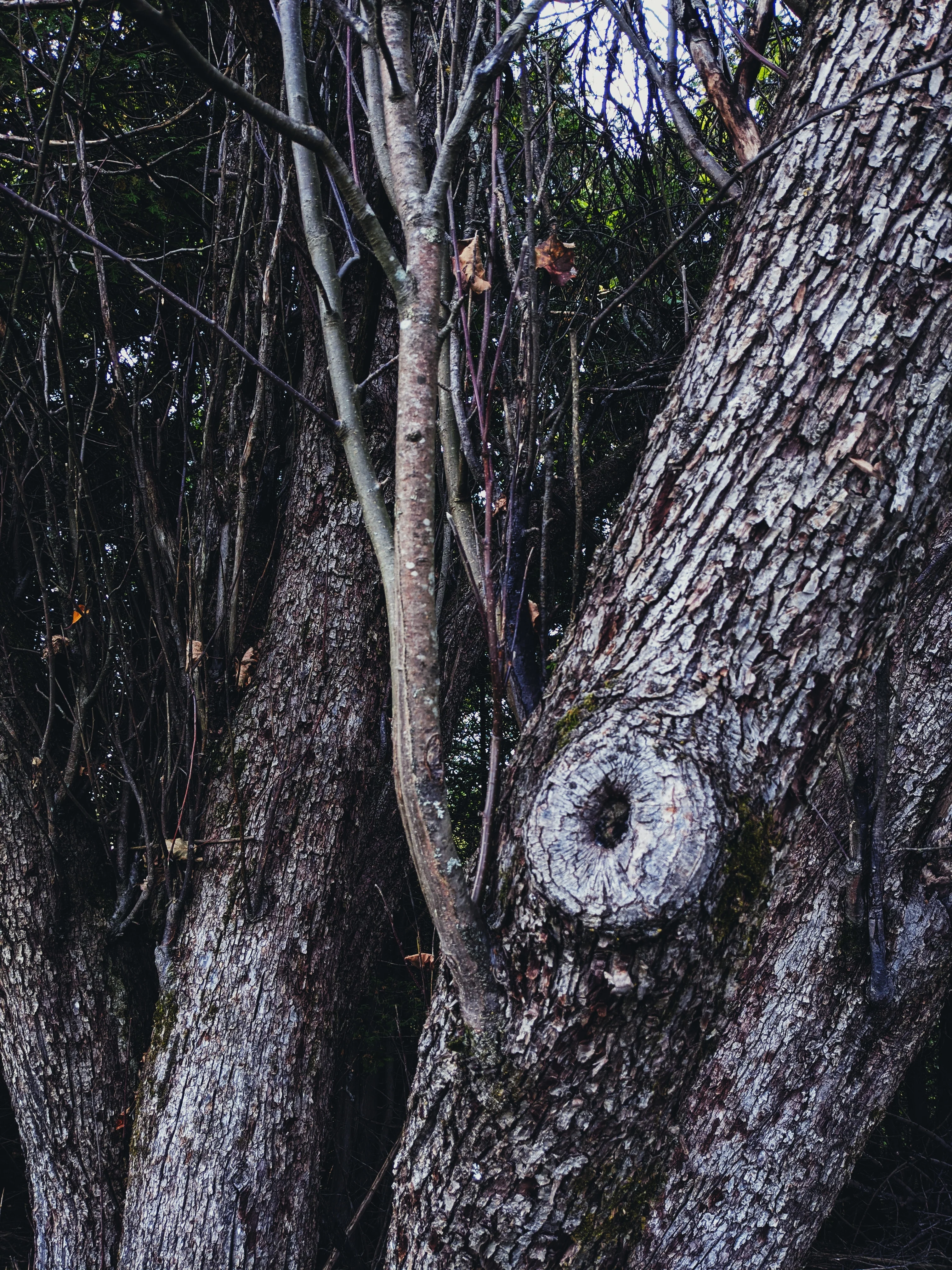 Snow White. natural perfume. juicy as a ripe red apple. dark as a deer heart. October 2023 - Image 8