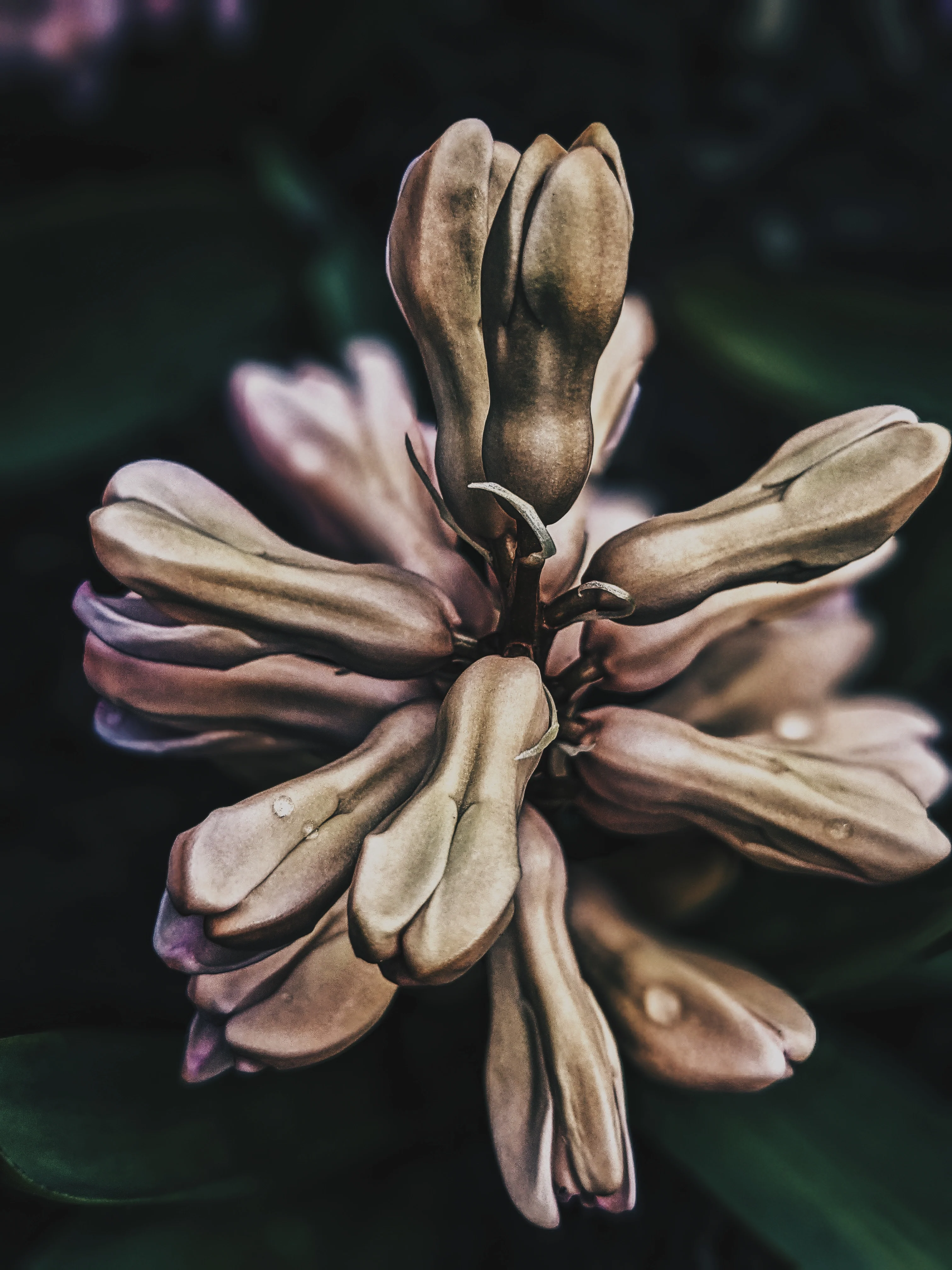 Sonbol (May 2019). Aged Hyacinth Enfleurage Extrait. Organic Hyacinthus orientalis perfume. Biodynamic - Image 3