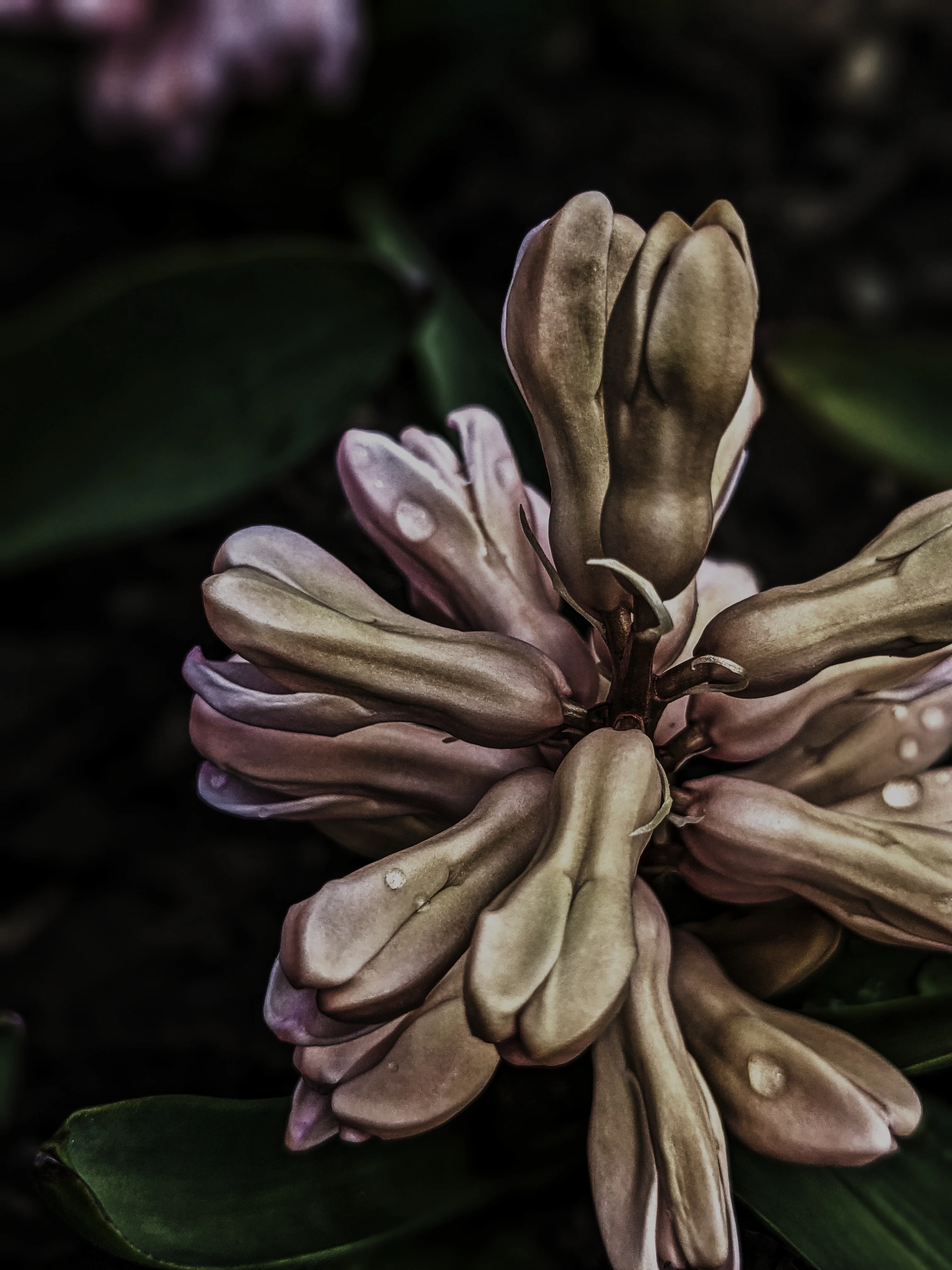 Sonbol (May 2019). Aged Hyacinth Enfleurage Extrait. Organic Hyacinthus orientalis perfume. Biodynamic - Image 5