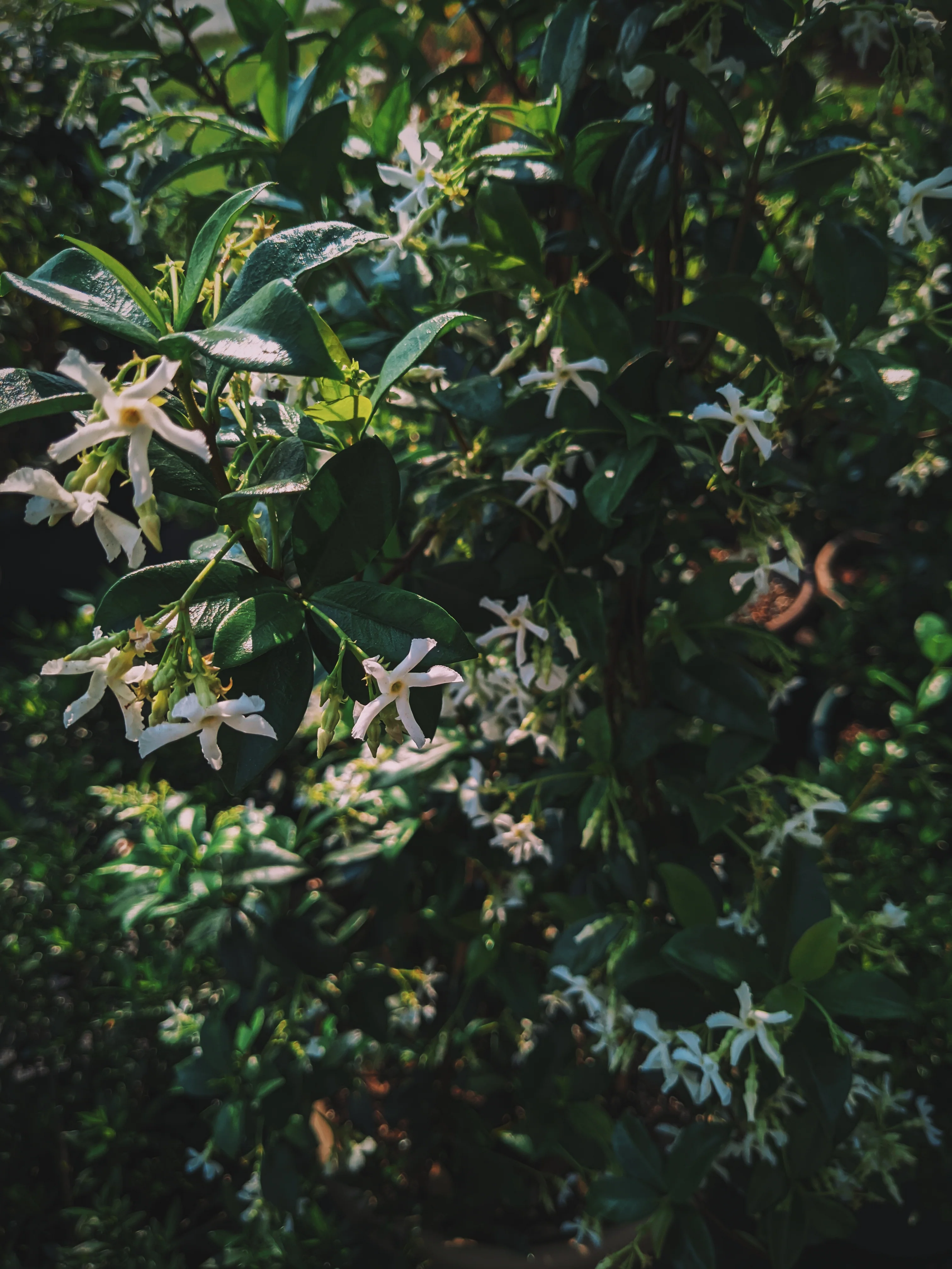 Star Jasmine Enfleurage. - Image 11
