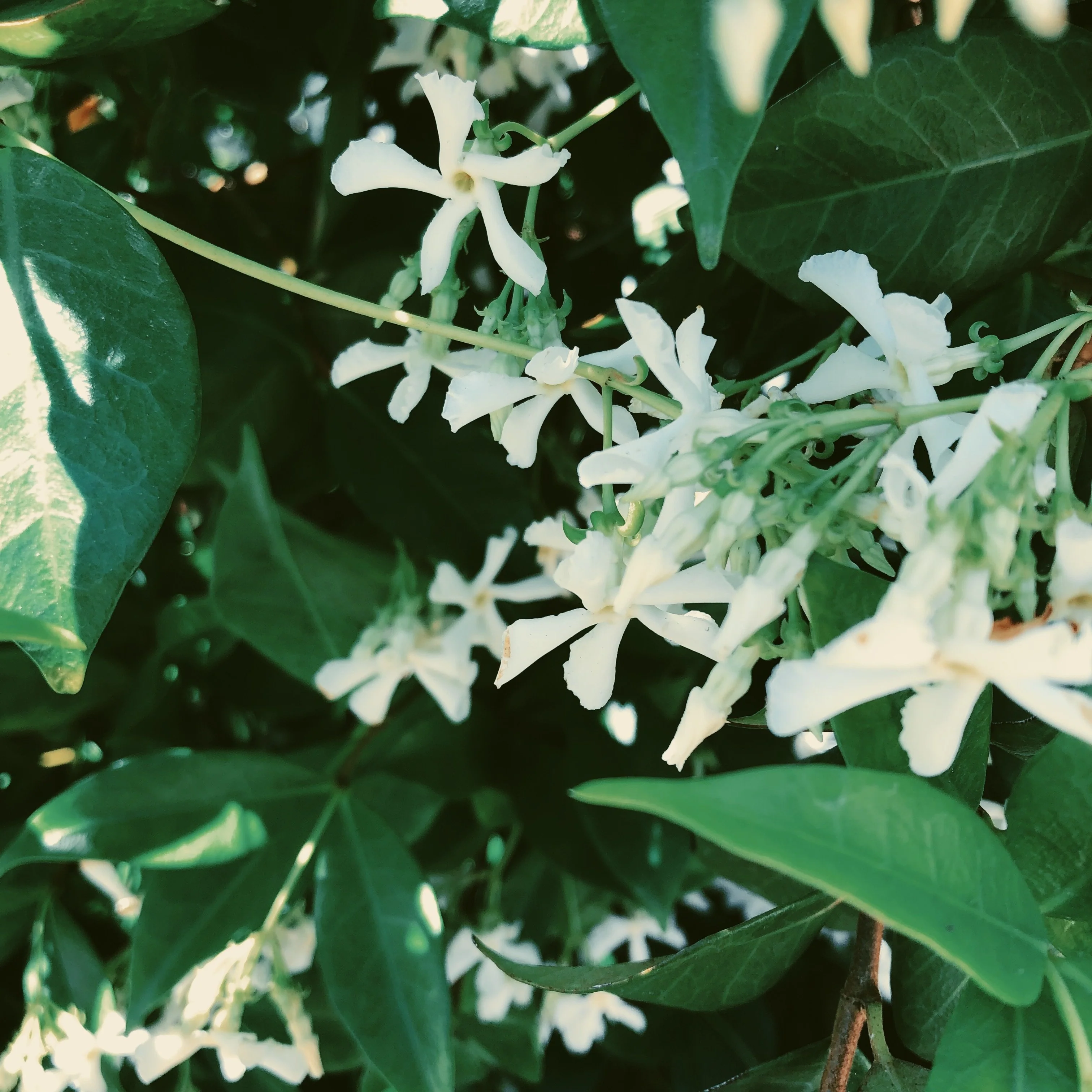 Star Jasmine Enfleurage. - Image 12
