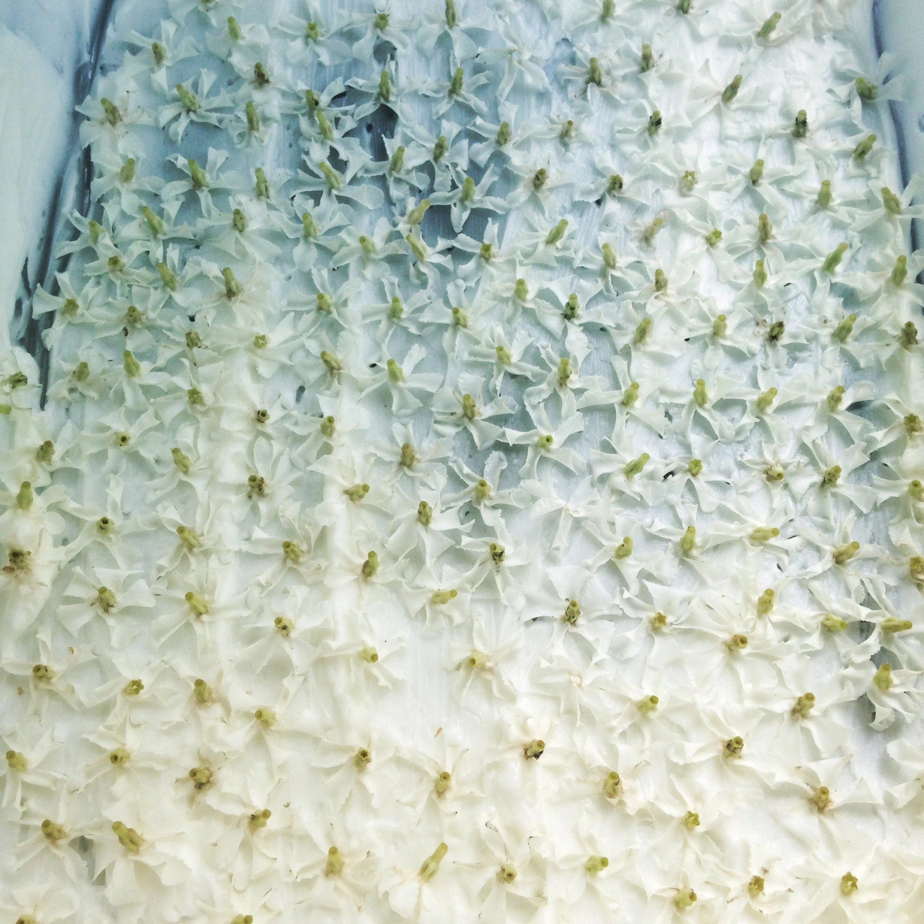 Star Jasmine Enfleurage. - Image 15