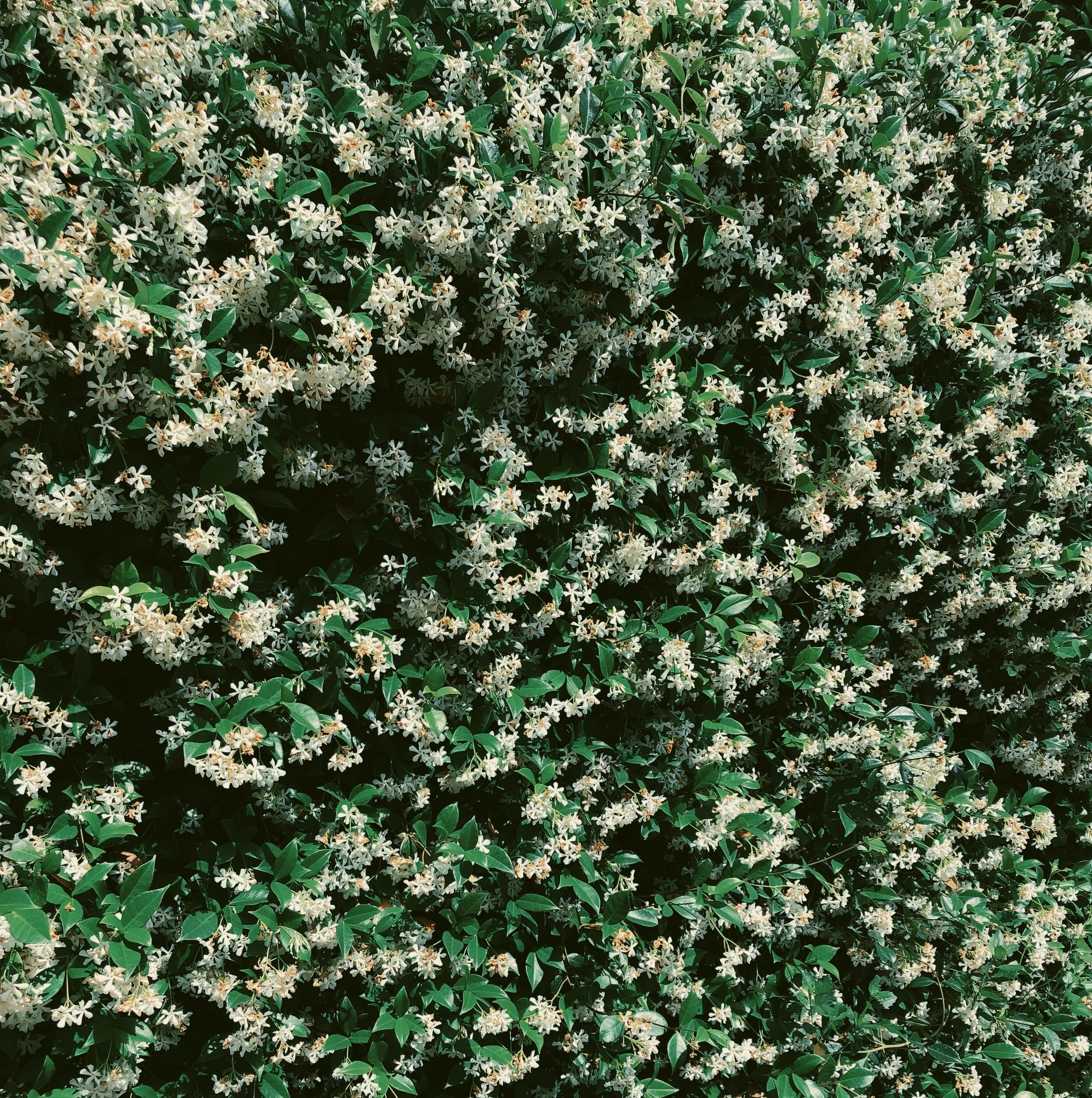 Star Jasmine Enfleurage. - Image 16