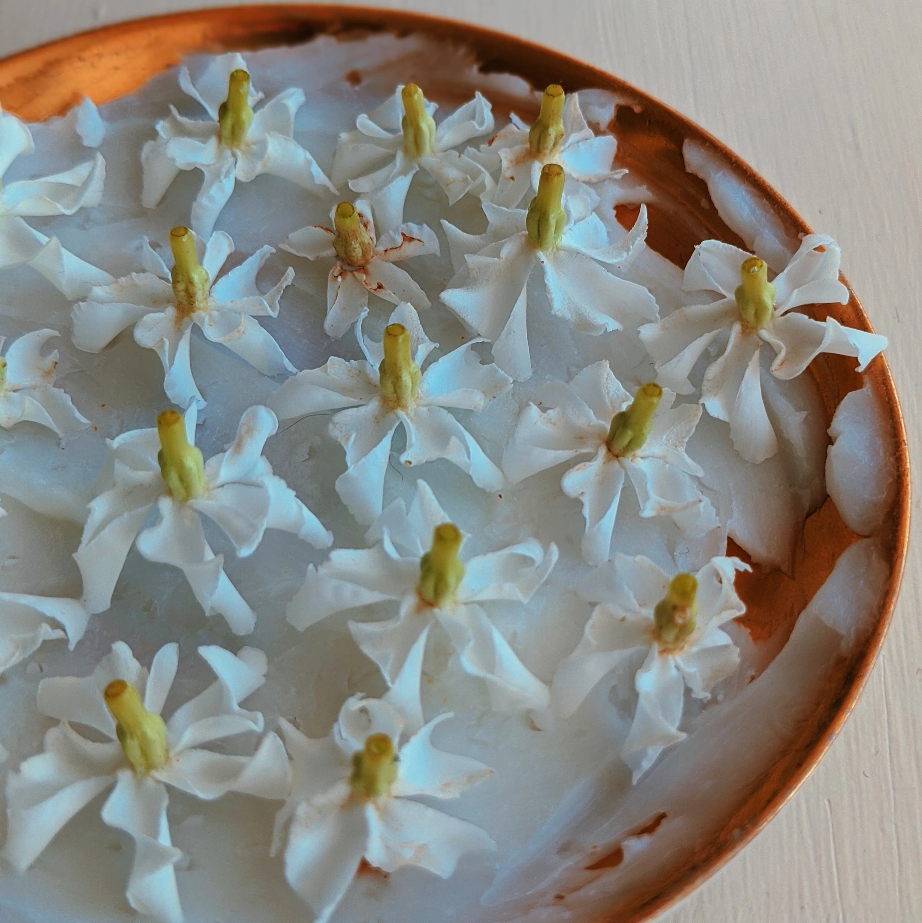 Star Jasmine Enfleurage. - Image 18