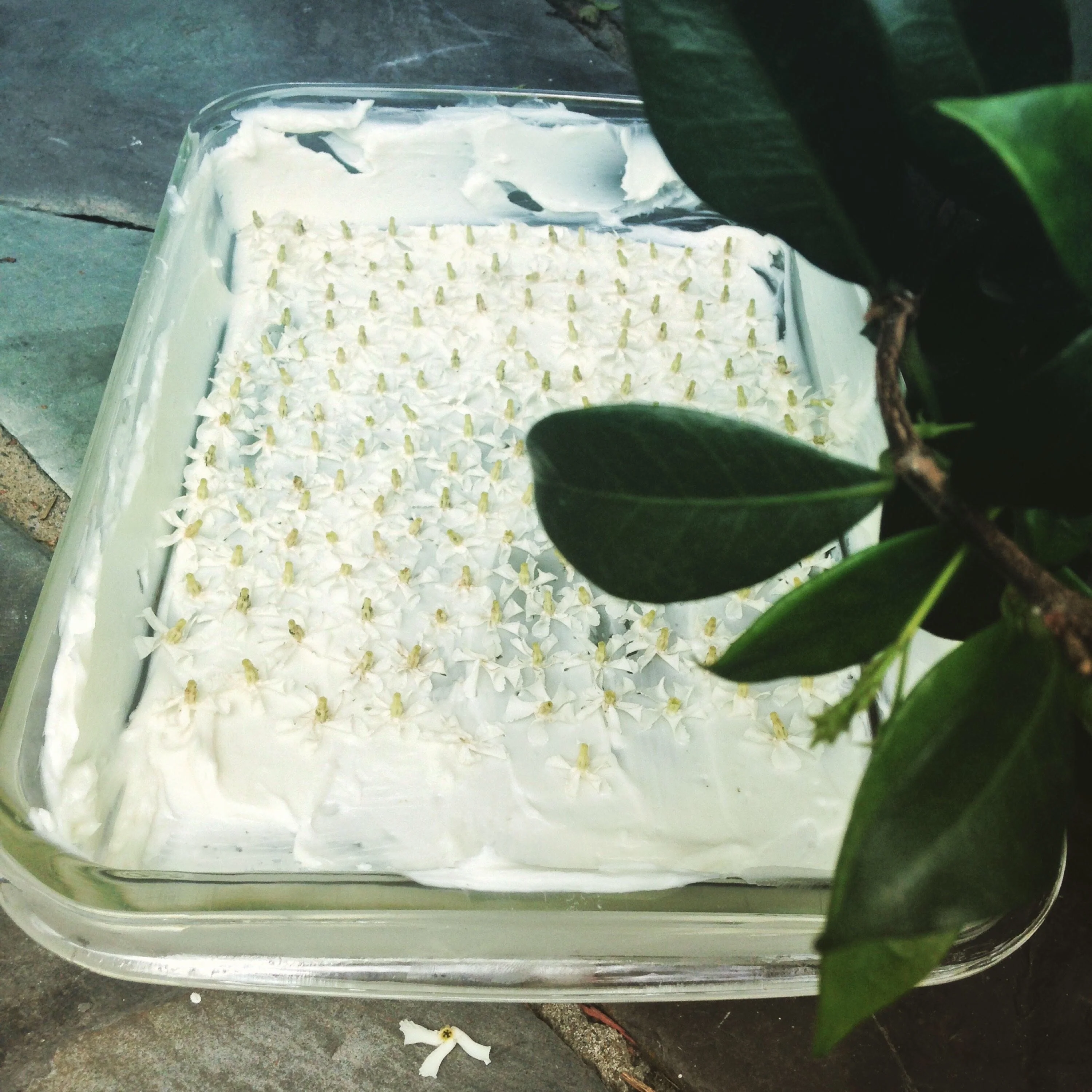 Star Jasmine Enfleurage. - Image 22