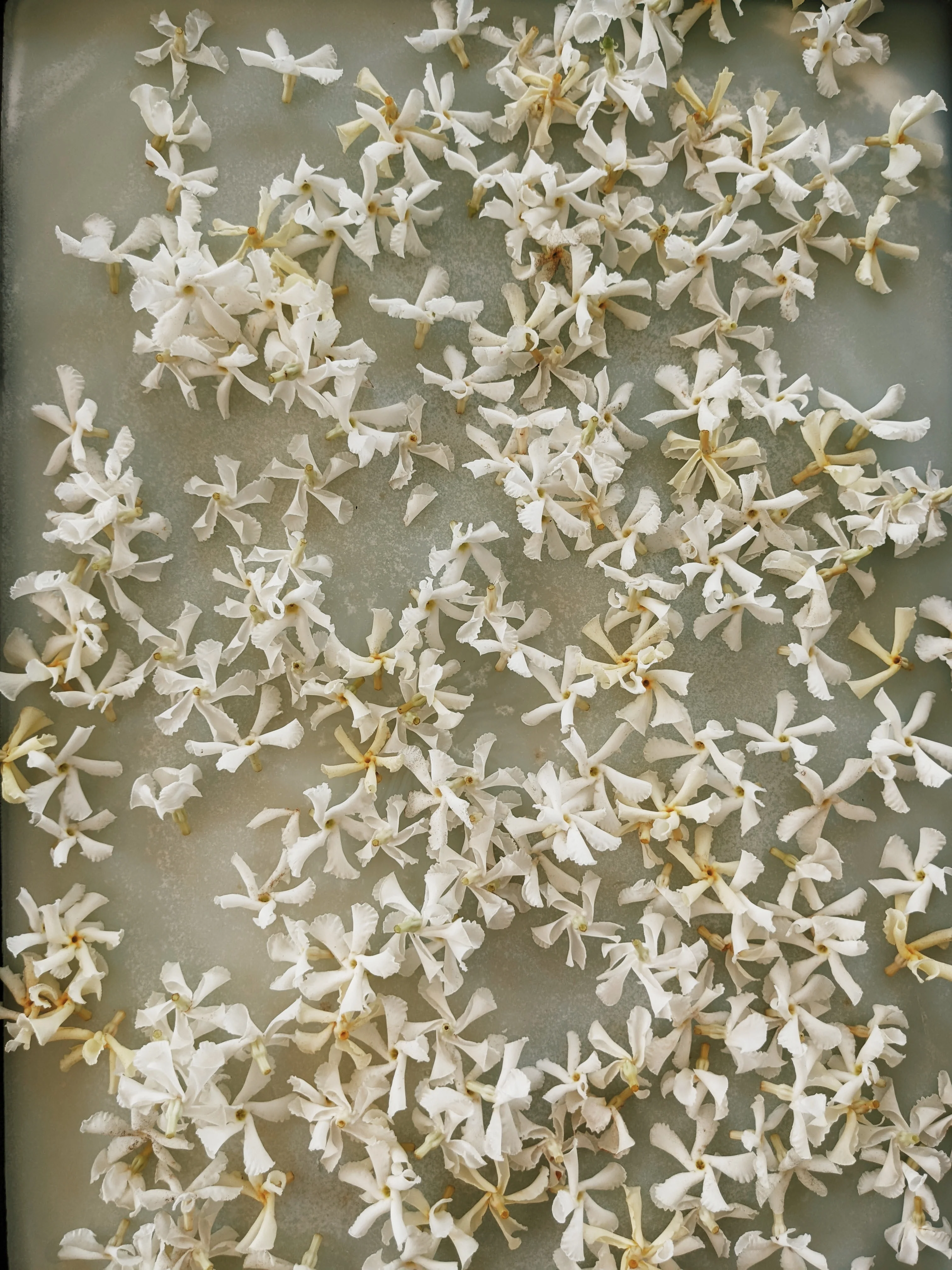 Star Jasmine Enfleurage. - Image 3