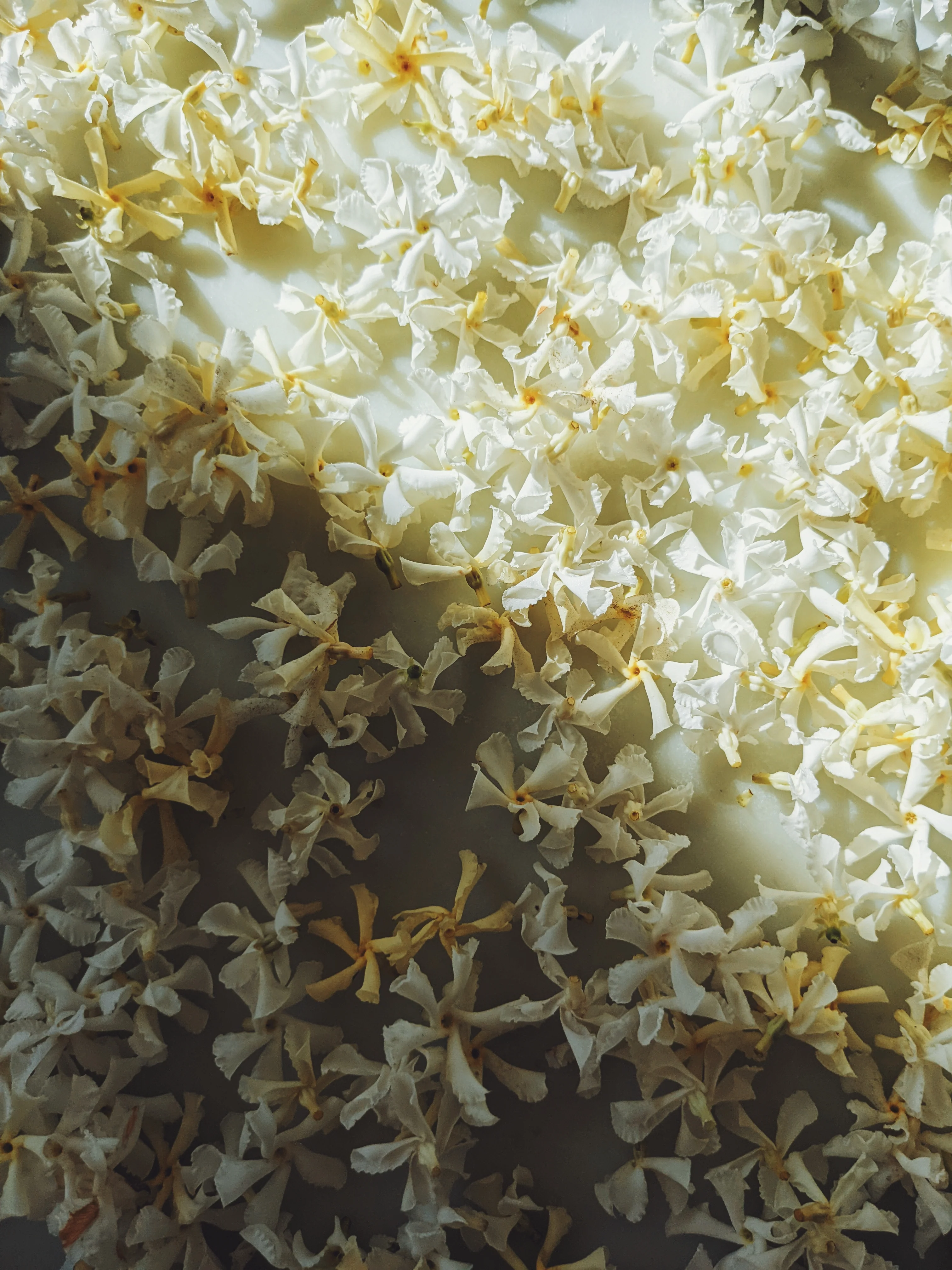 Star Jasmine Enfleurage. - Image 5