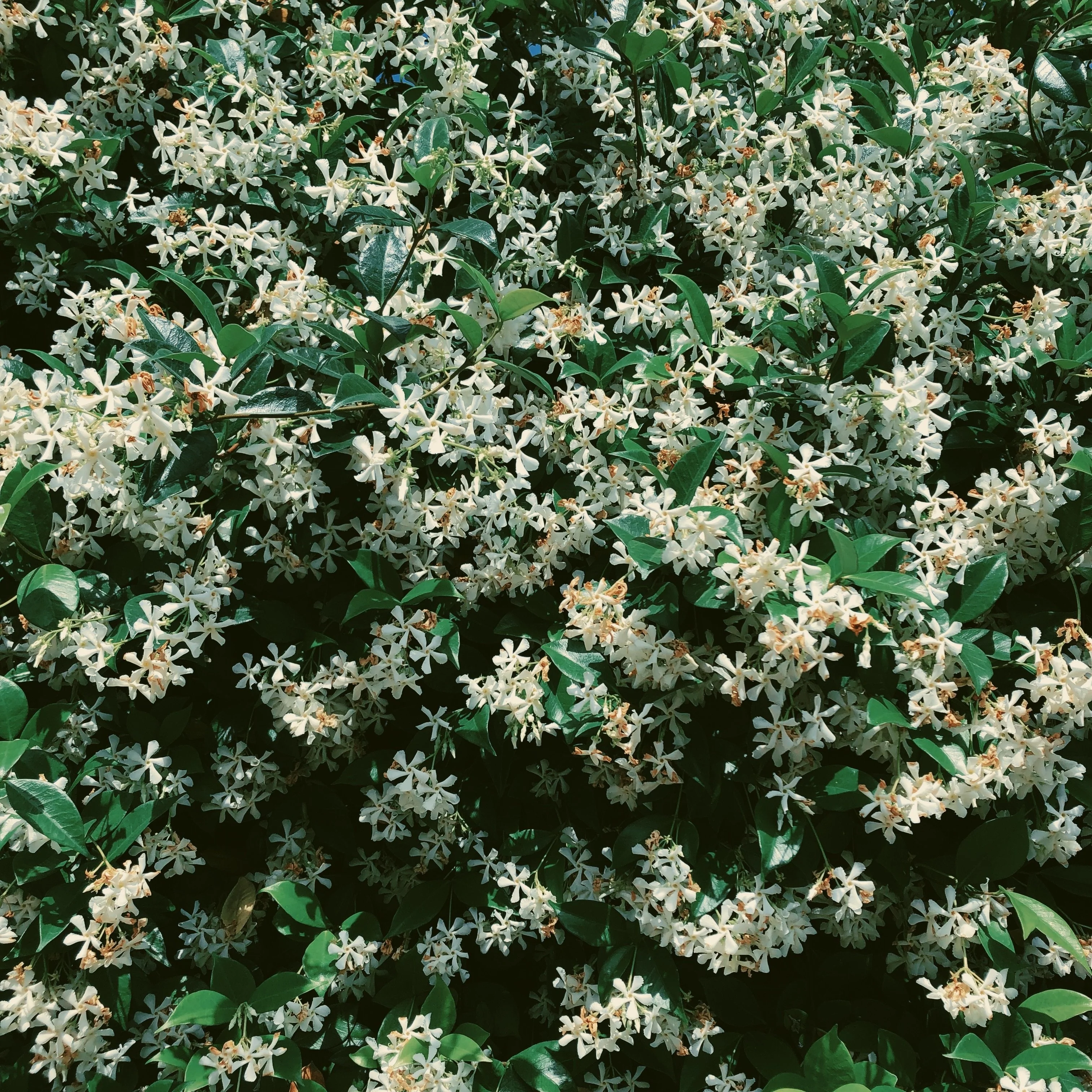 Star Jasmine Enfleurage. - Image 6