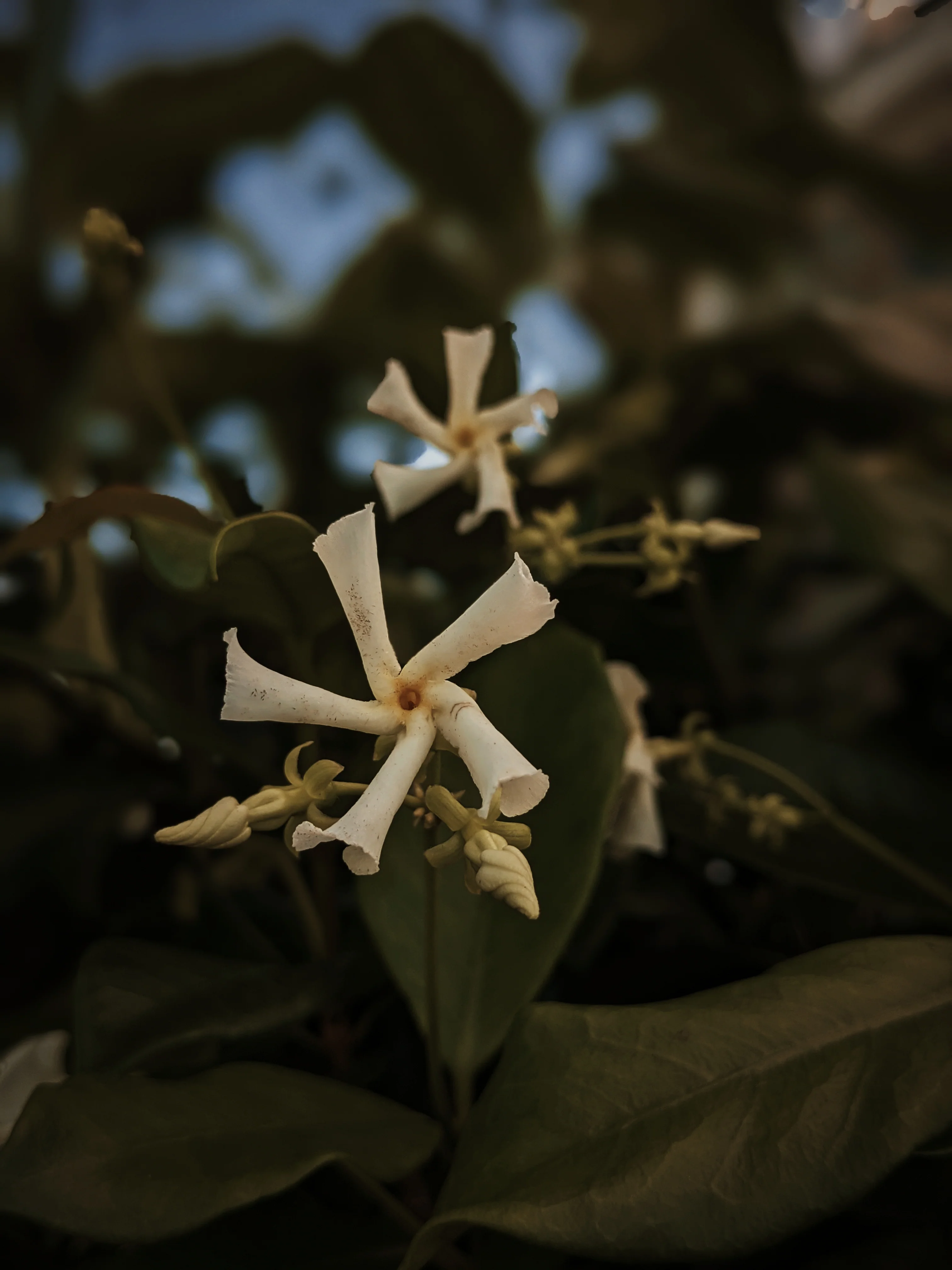 Star Jasmine Enfleurage. - Image 7