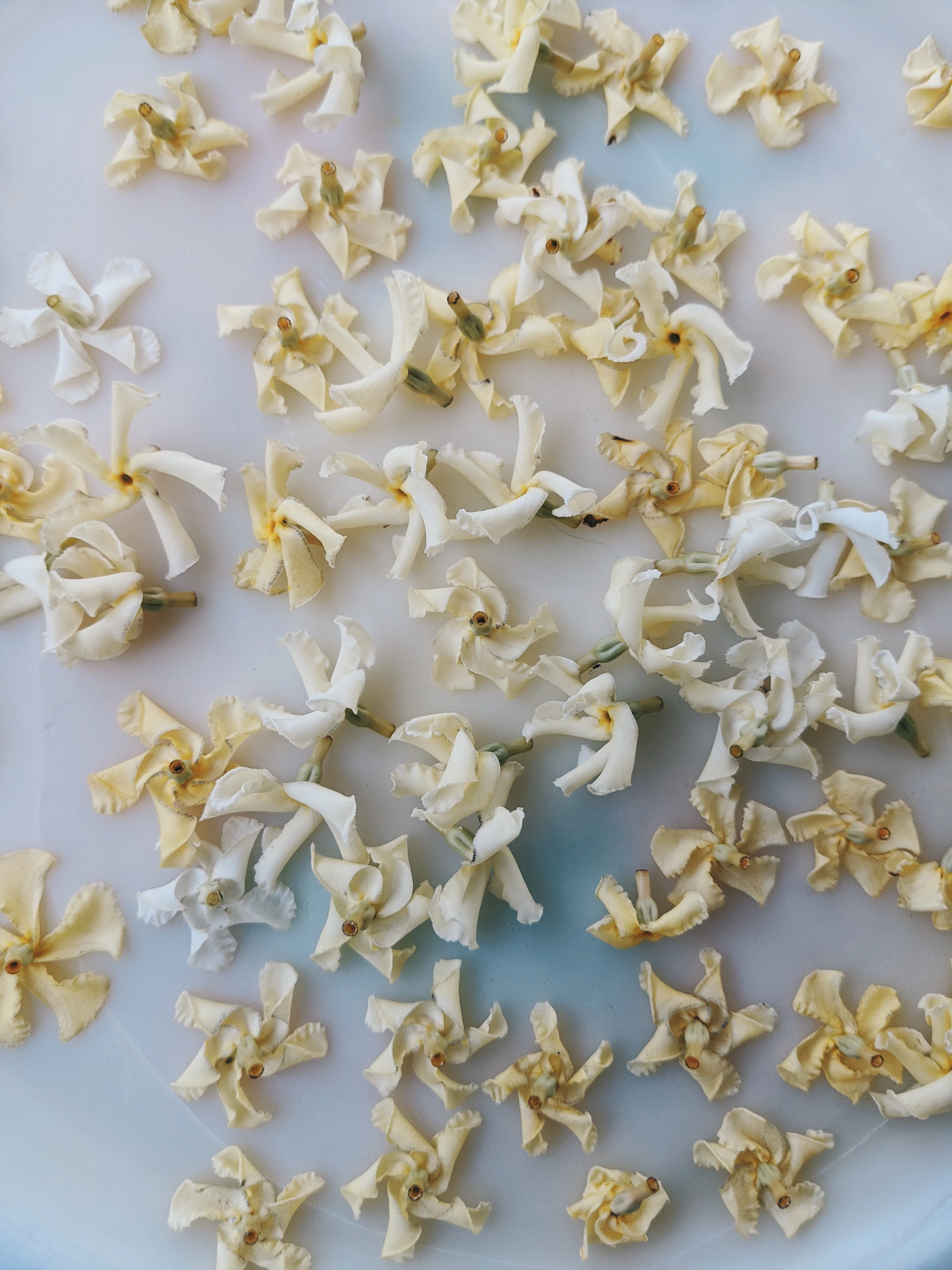 Star Jasmine Enfleurage. - Image 8