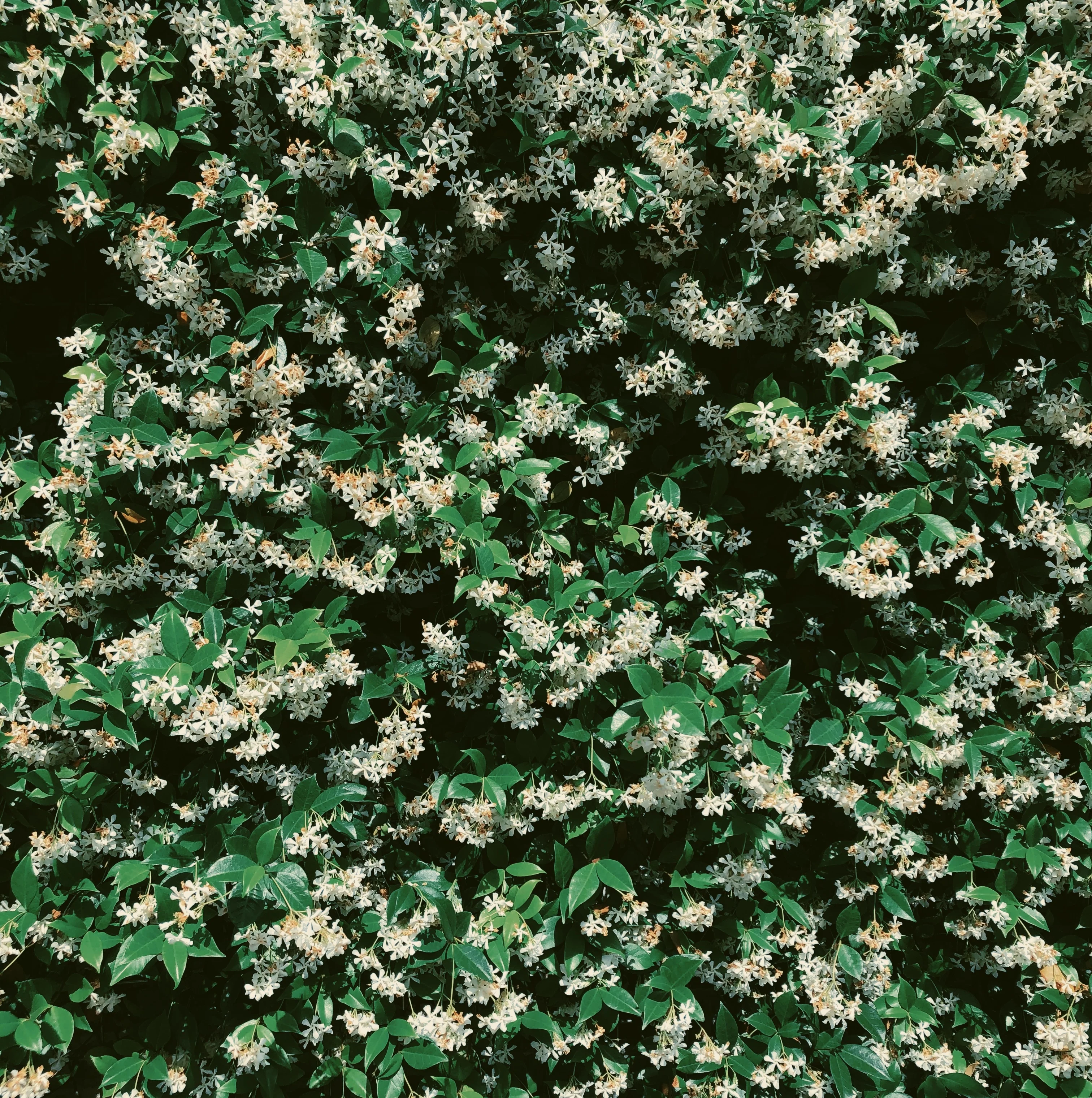 Liana (September 2017). Aged Star Jasmine Enfleurage Extrait. Organic Trachelospermum jasminoides perfume. Biodynamic - Image 10