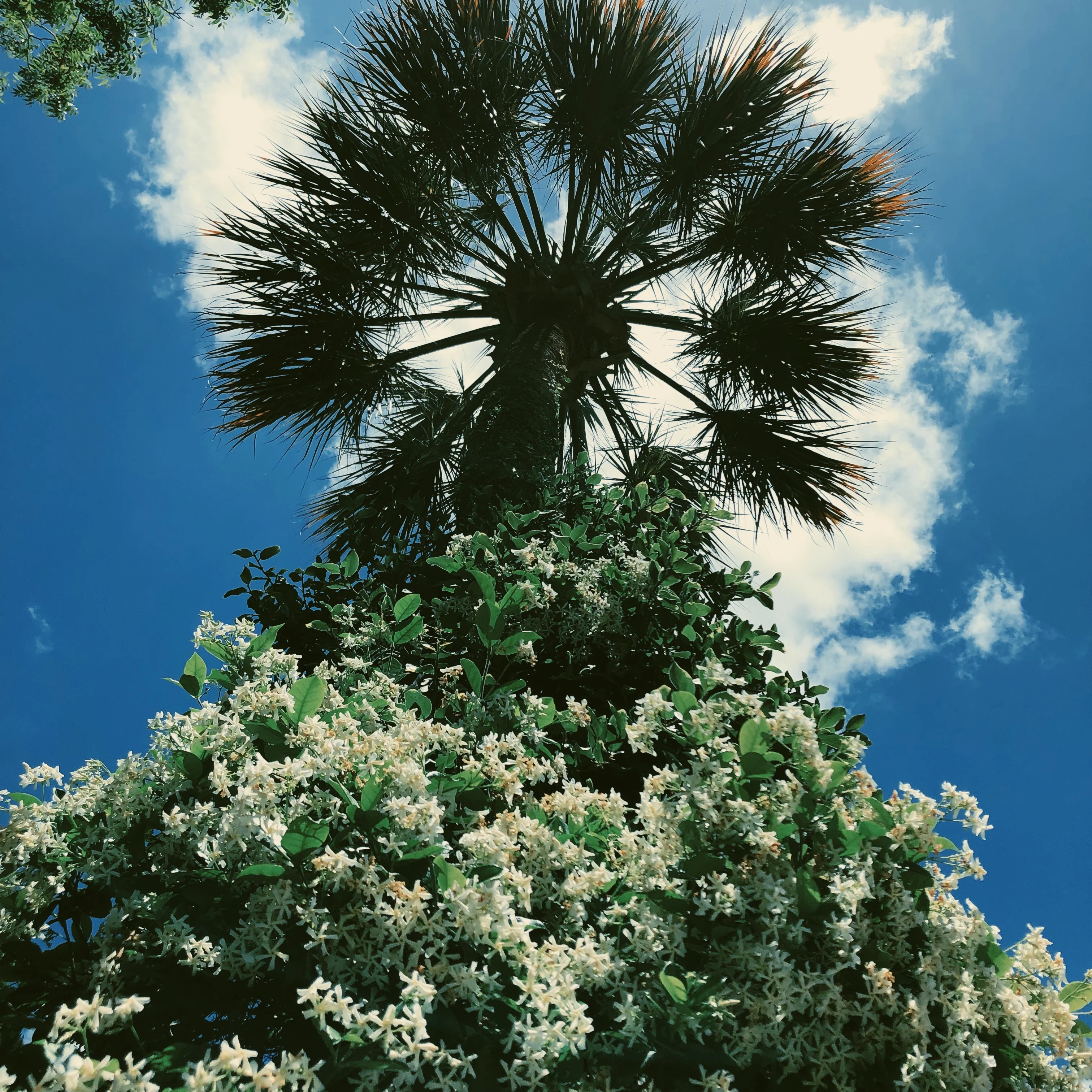 Liana (September 2017). Aged Star Jasmine Enfleurage Extrait. Organic Trachelospermum jasminoides perfume. Biodynamic - Image 11