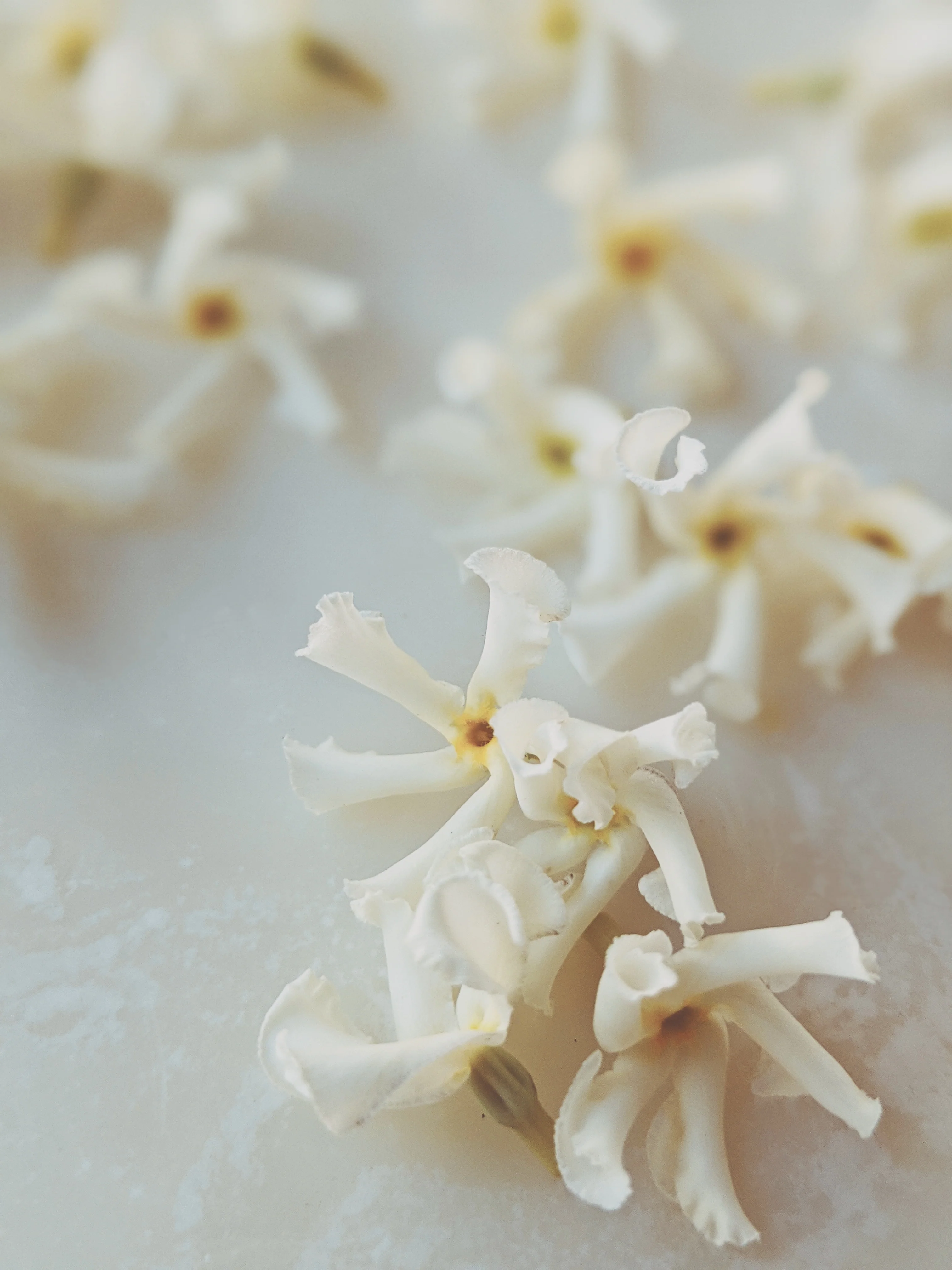 Liana (September 2017). Aged Star Jasmine Enfleurage Extrait. Organic Trachelospermum jasminoides perfume. Biodynamic - Image 12