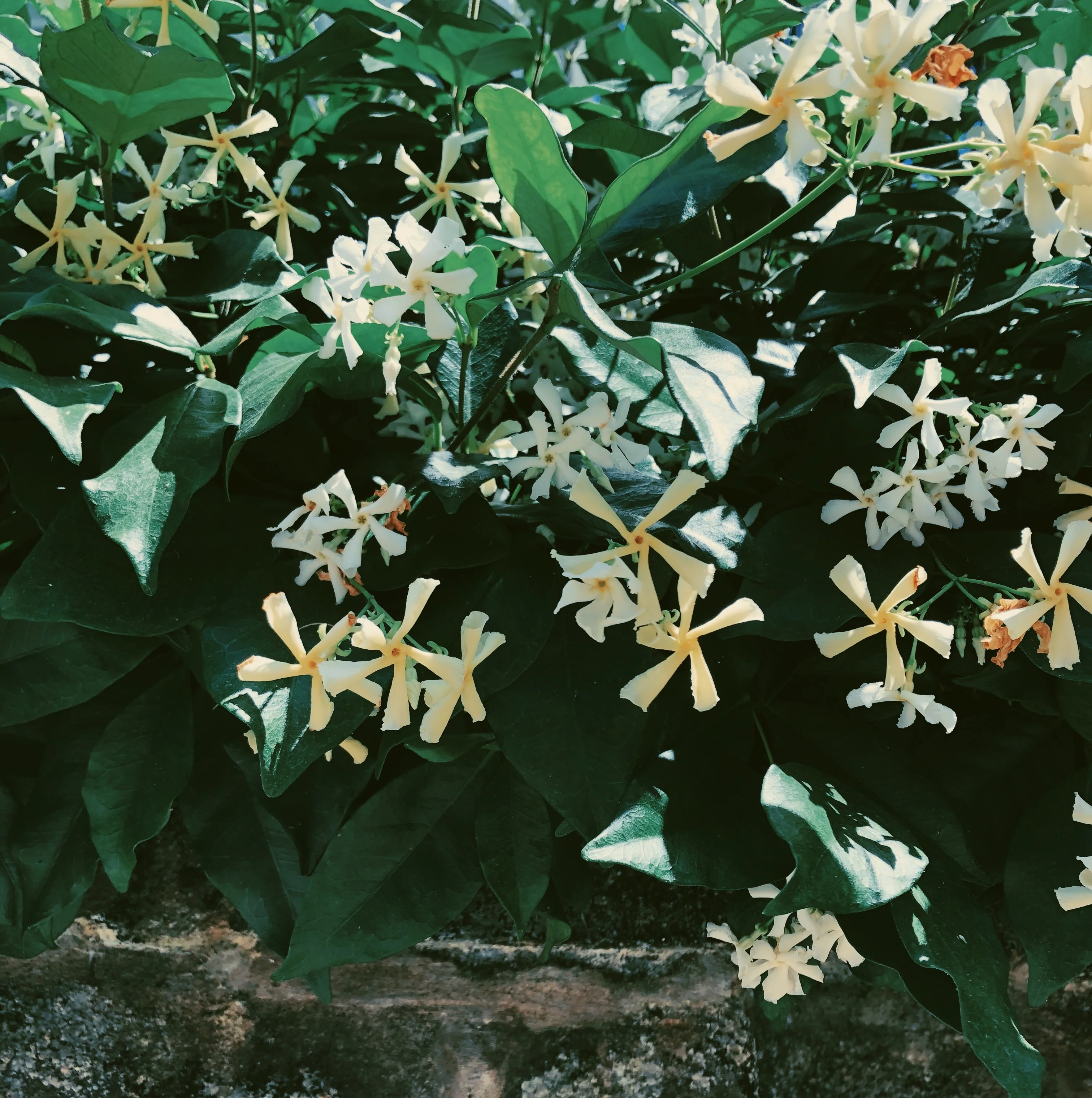 Liana (September 2017). Aged Star Jasmine Enfleurage Extrait. Organic Trachelospermum jasminoides perfume. Biodynamic - Image 13