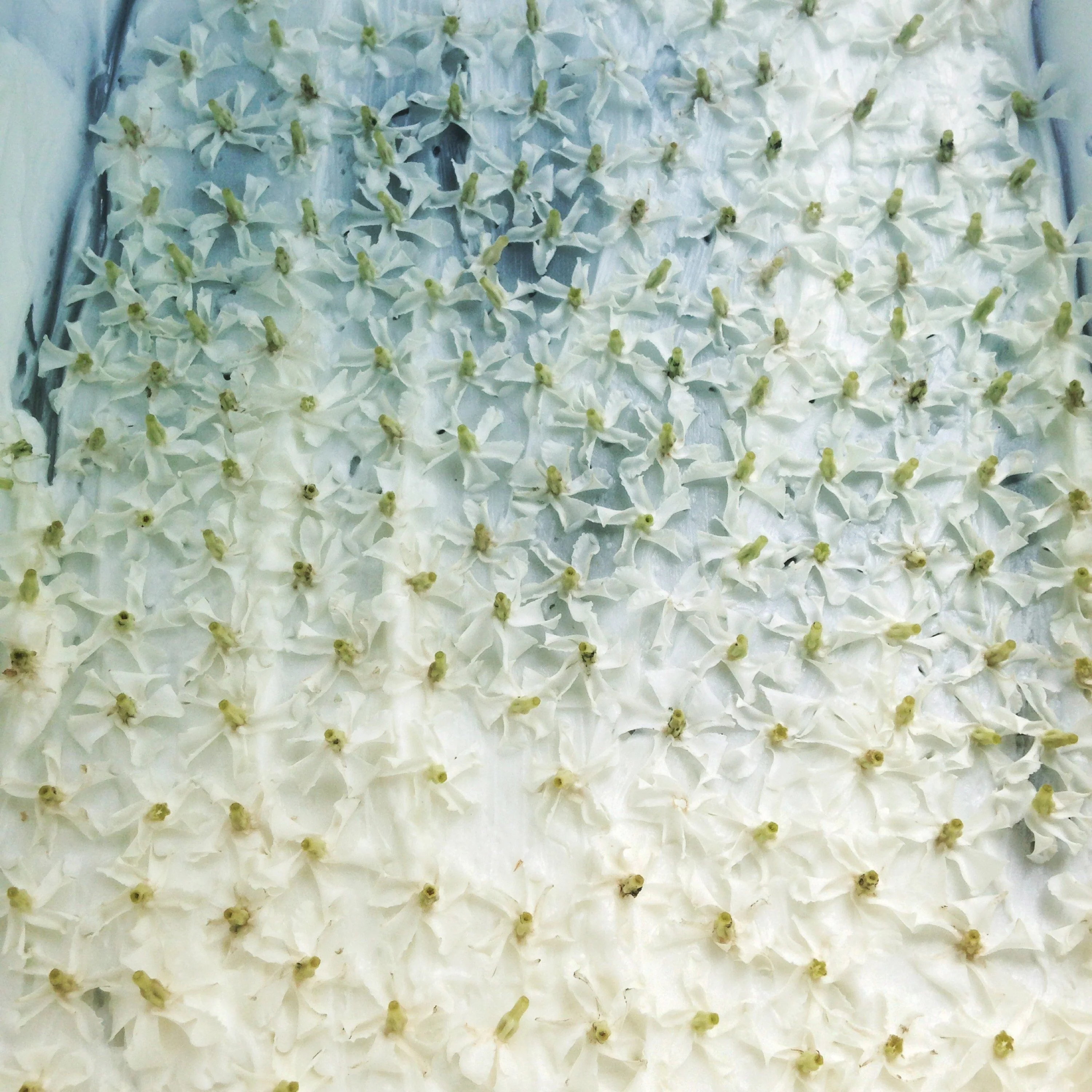 Liana (September 2017). Aged Star Jasmine Enfleurage Extrait. Organic Trachelospermum jasminoides perfume. Biodynamic - Image 14