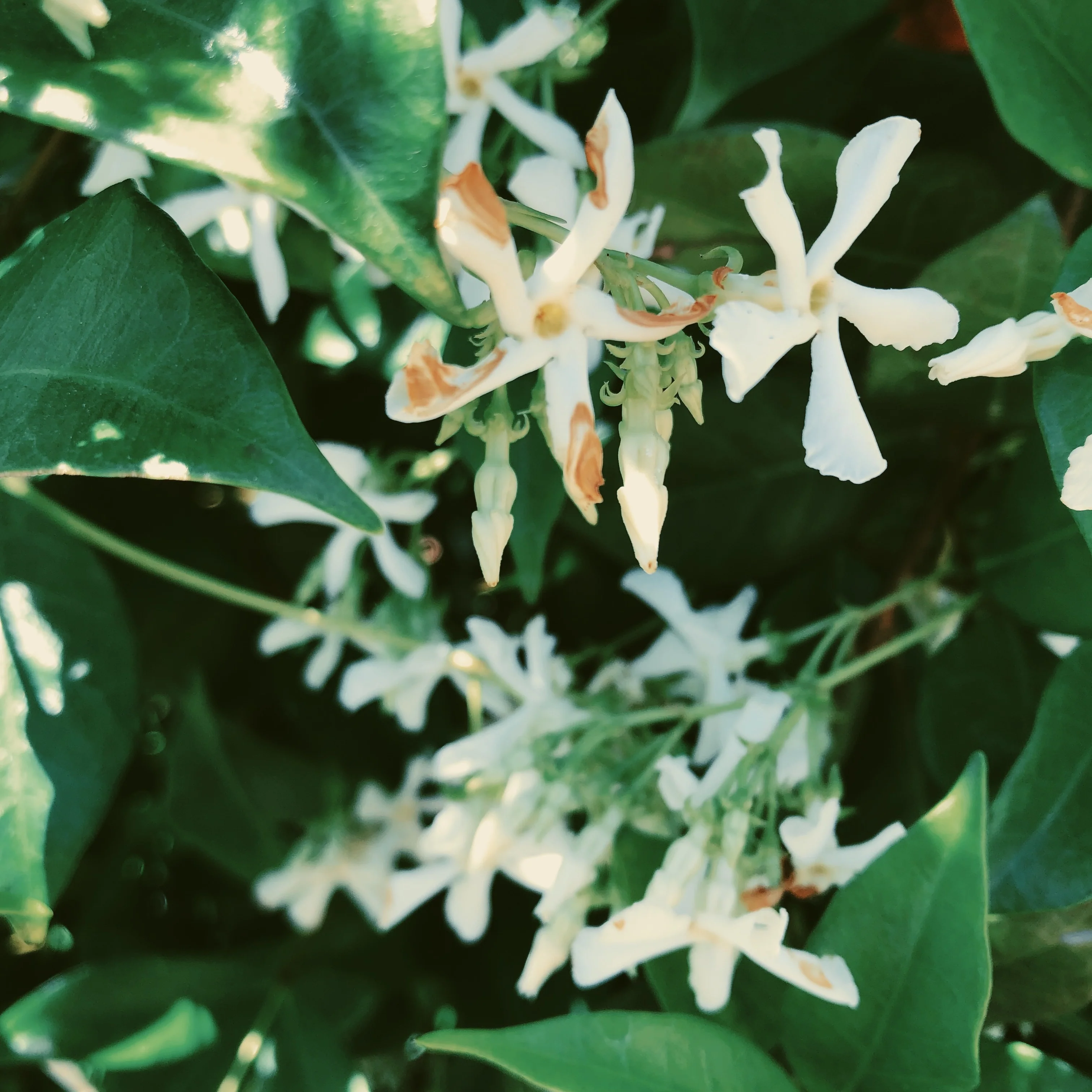 Liana (September 2017). Aged Star Jasmine Enfleurage Extrait. Organic Trachelospermum jasminoides perfume. Biodynamic - Image 15