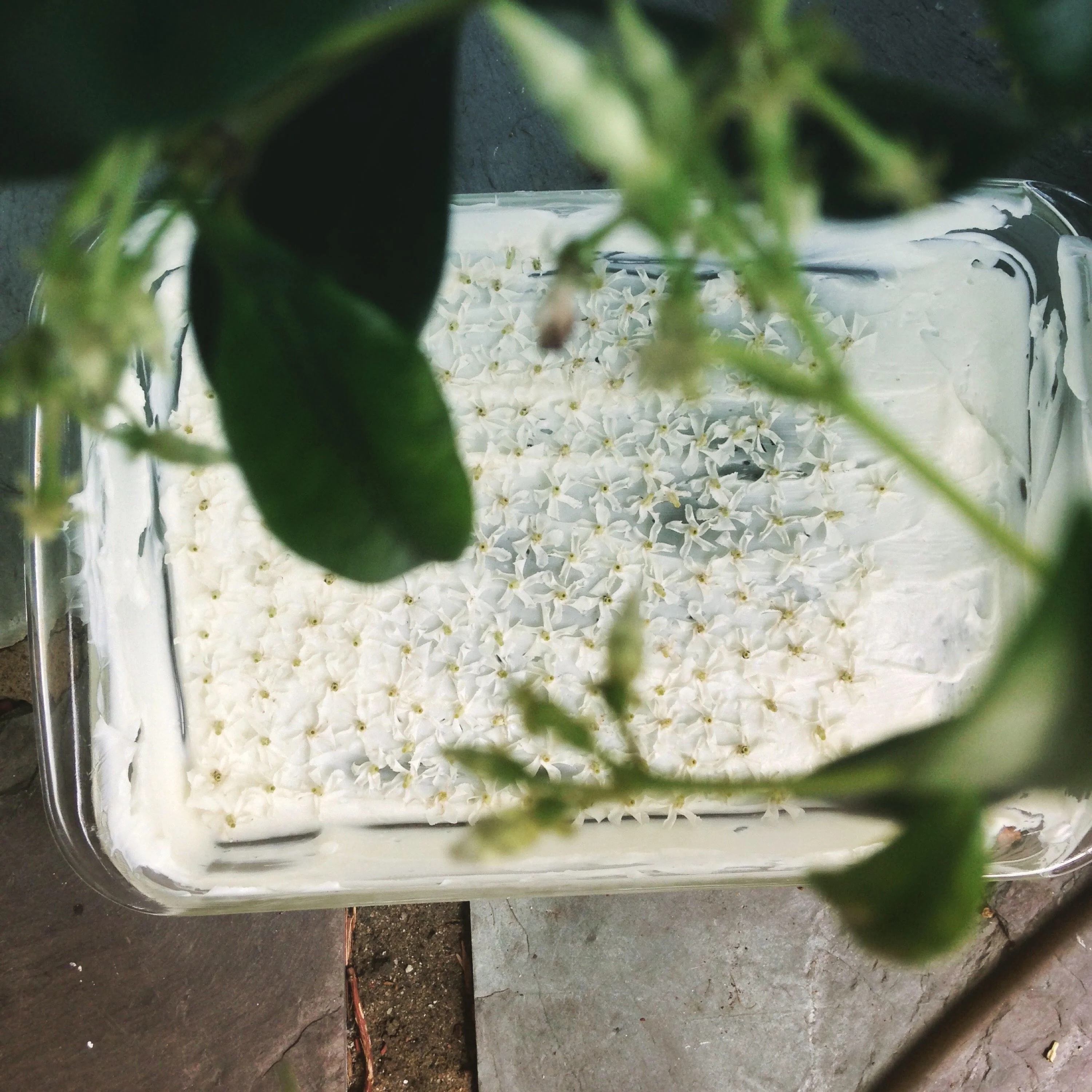 Liana (September 2017). Aged Star Jasmine Enfleurage Extrait. Organic Trachelospermum jasminoides perfume. Biodynamic - Image 17