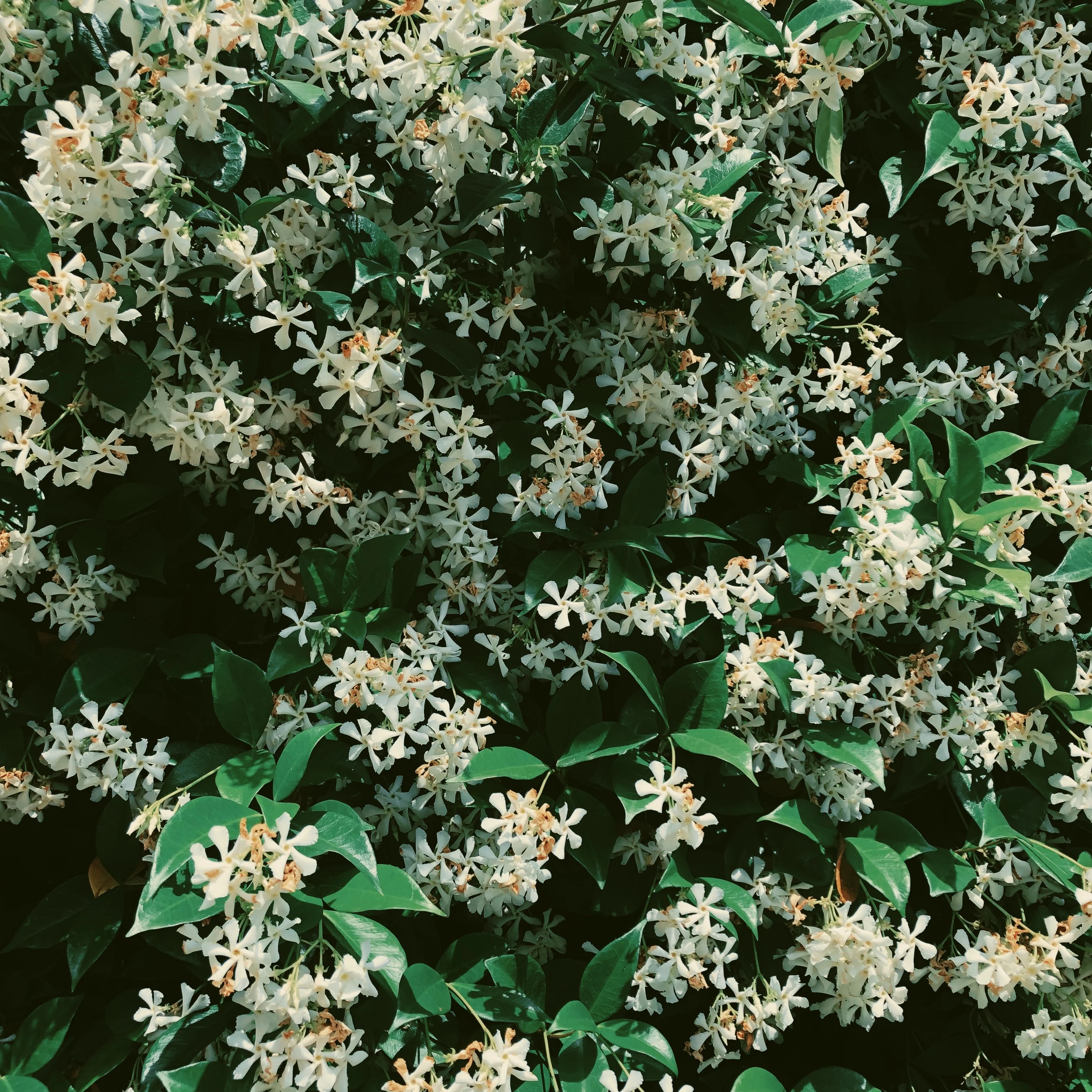 Liana (September 2017). Aged Star Jasmine Enfleurage Extrait. Organic Trachelospermum jasminoides perfume. Biodynamic - Image 18