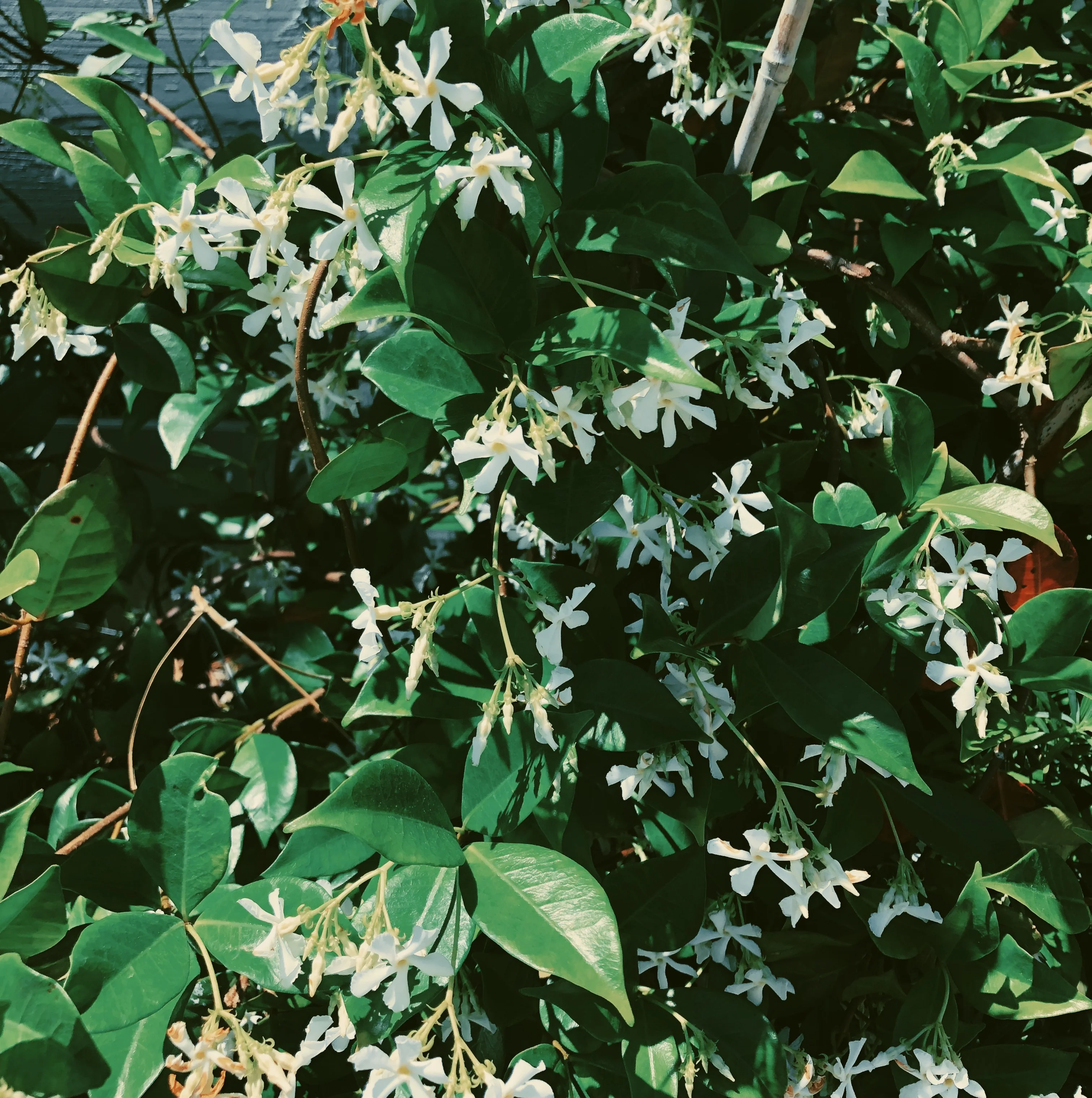Liana (September 2017). Aged Star Jasmine Enfleurage Extrait. Organic Trachelospermum jasminoides perfume. Biodynamic - Image 19