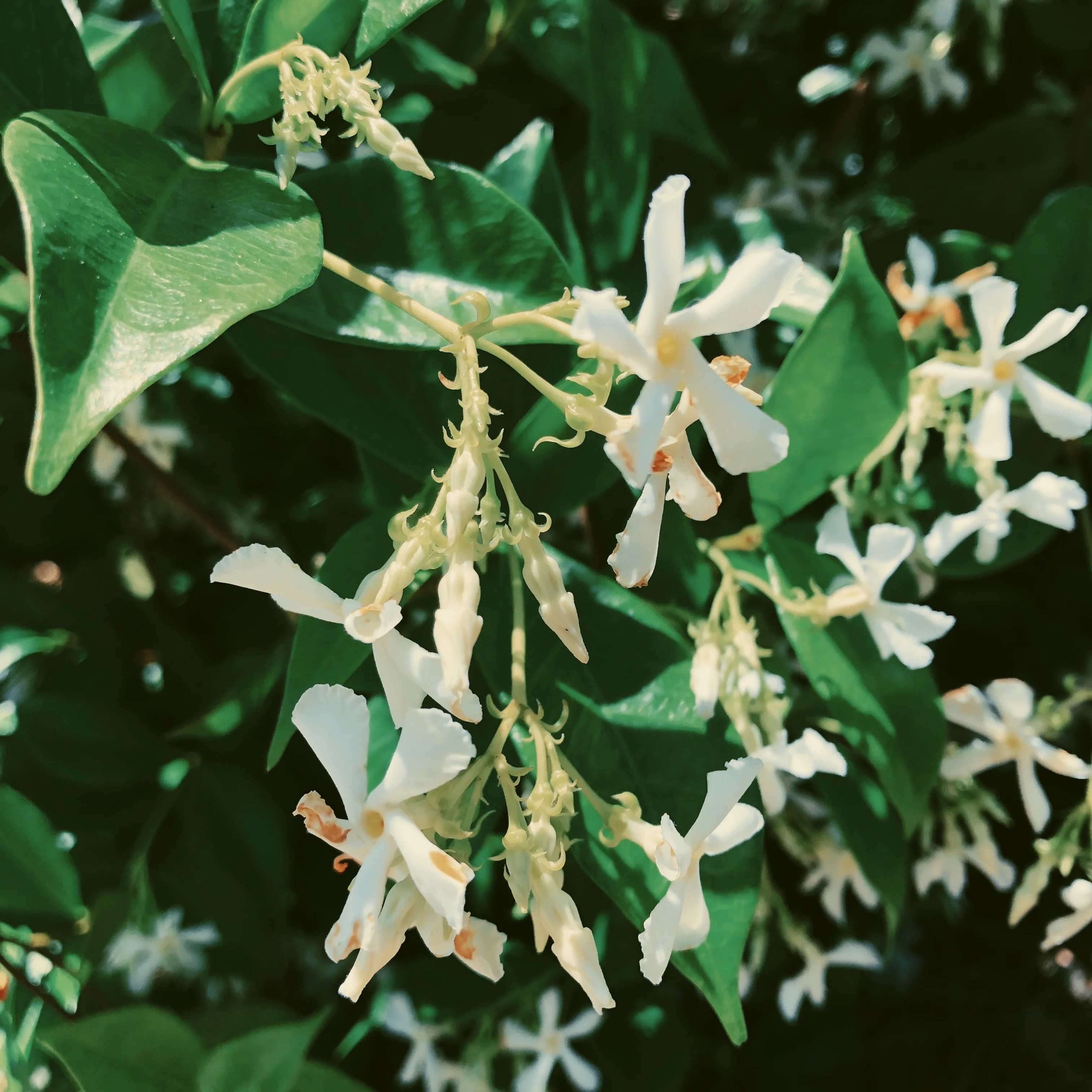 Liana (September 2017). Aged Star Jasmine Enfleurage Extrait. Organic Trachelospermum jasminoides perfume. Biodynamic - Image 20