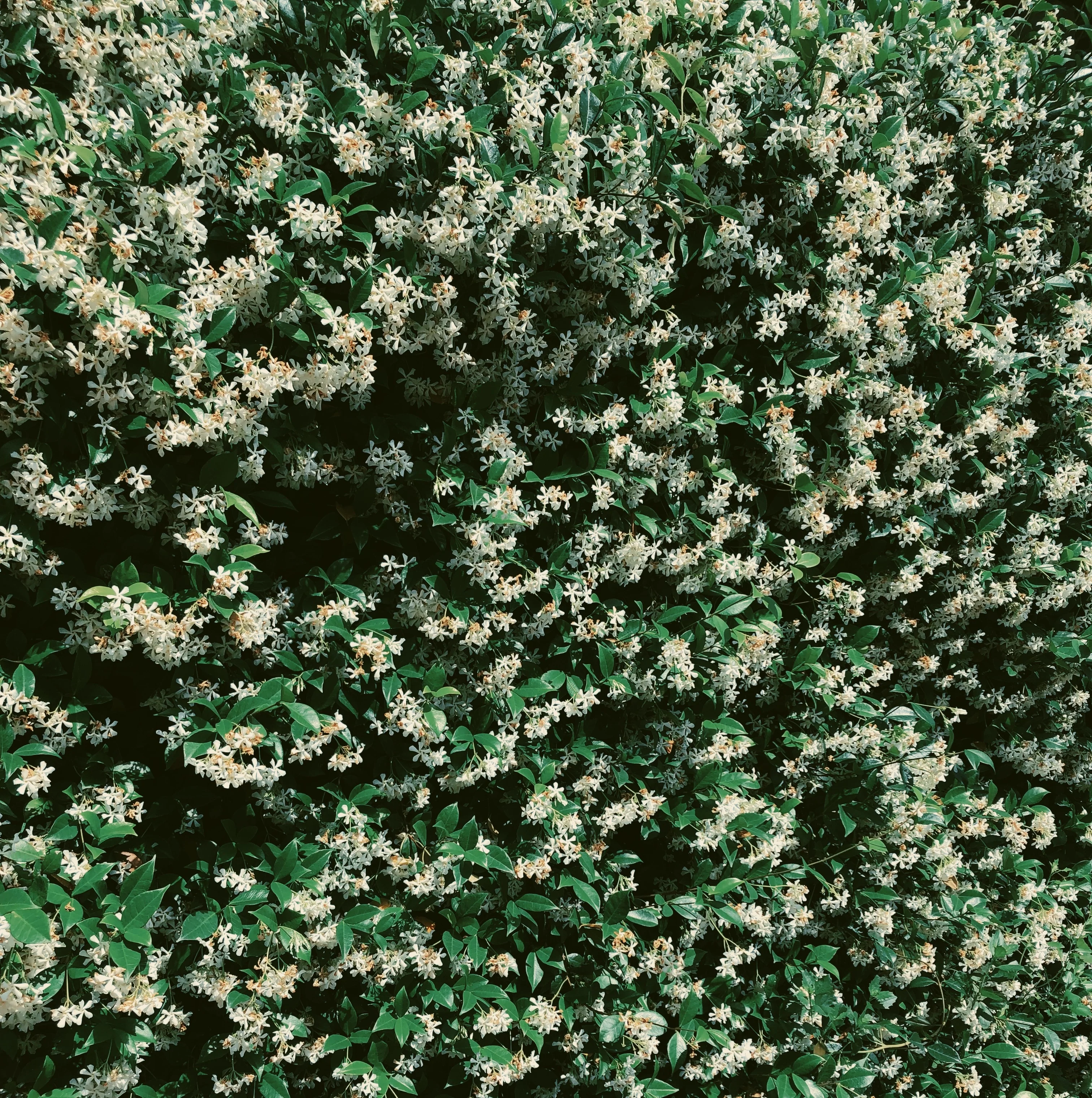 Liana (September 2017). Aged Star Jasmine Enfleurage Extrait. Organic Trachelospermum jasminoides perfume. Biodynamic - Image 21