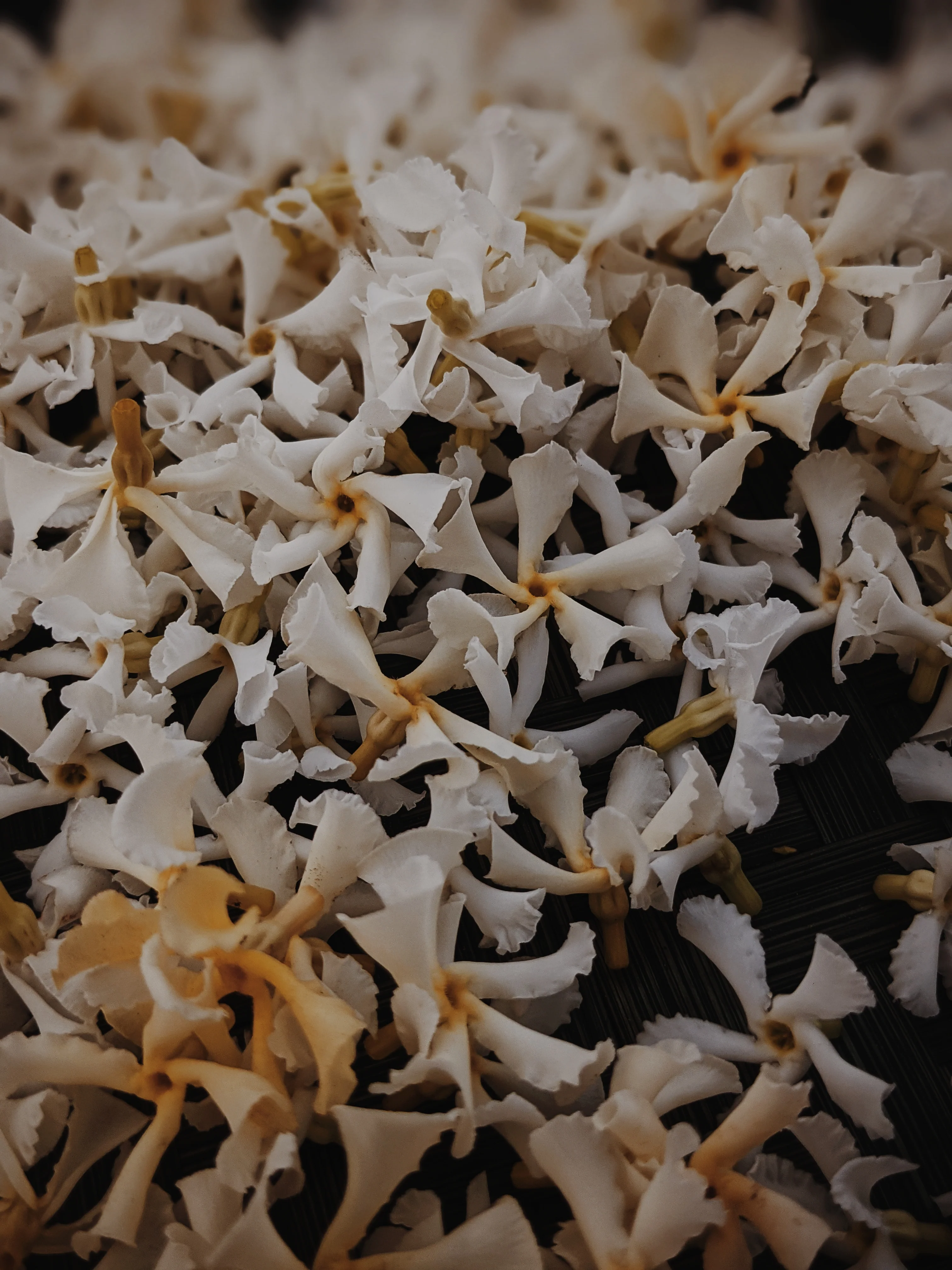 Liana (September 2017). Aged Star Jasmine Enfleurage Extrait. Organic Trachelospermum jasminoides perfume. Biodynamic - Image 24