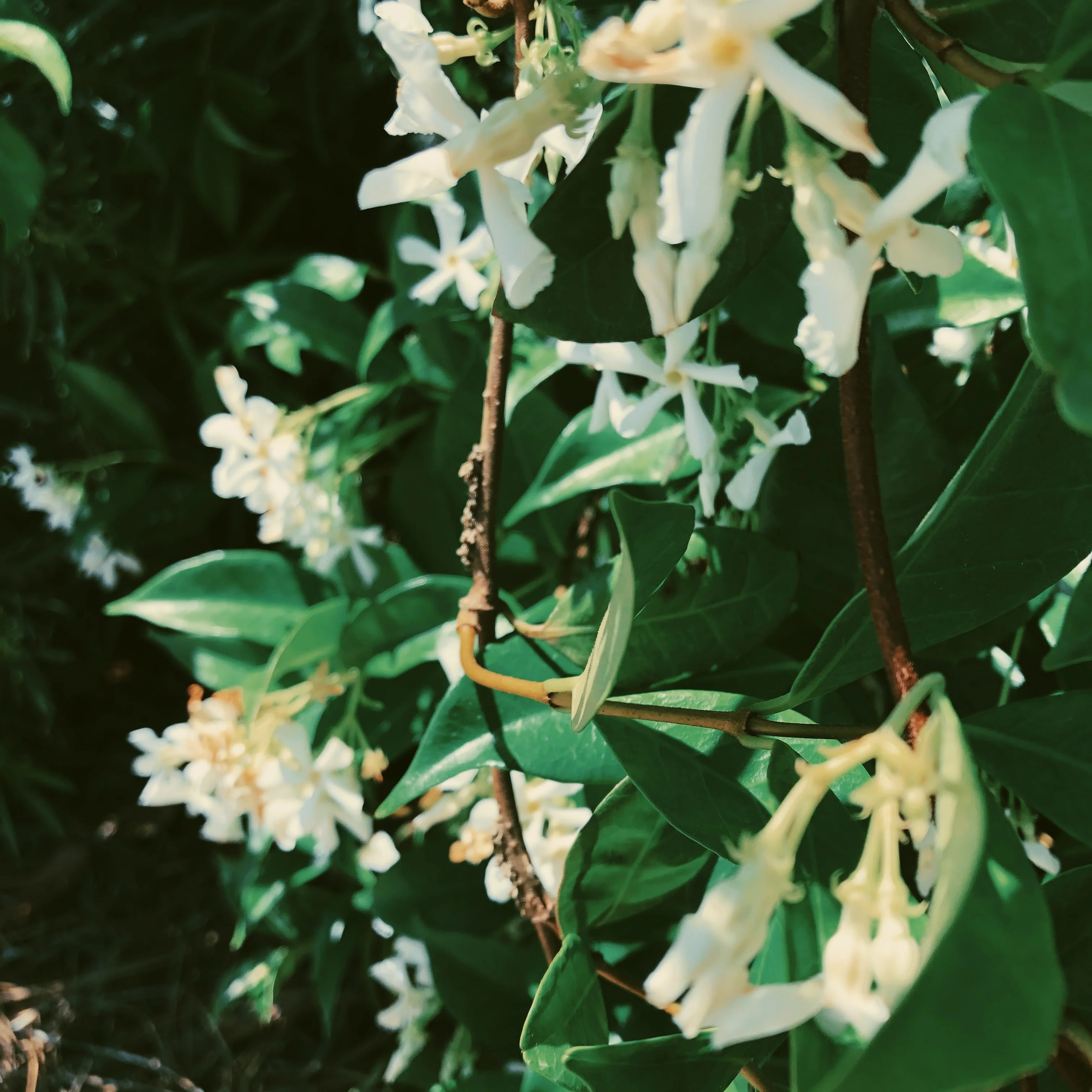 Liana (September 2017). Aged Star Jasmine Enfleurage Extrait. Organic Trachelospermum jasminoides perfume. Biodynamic - Image 25