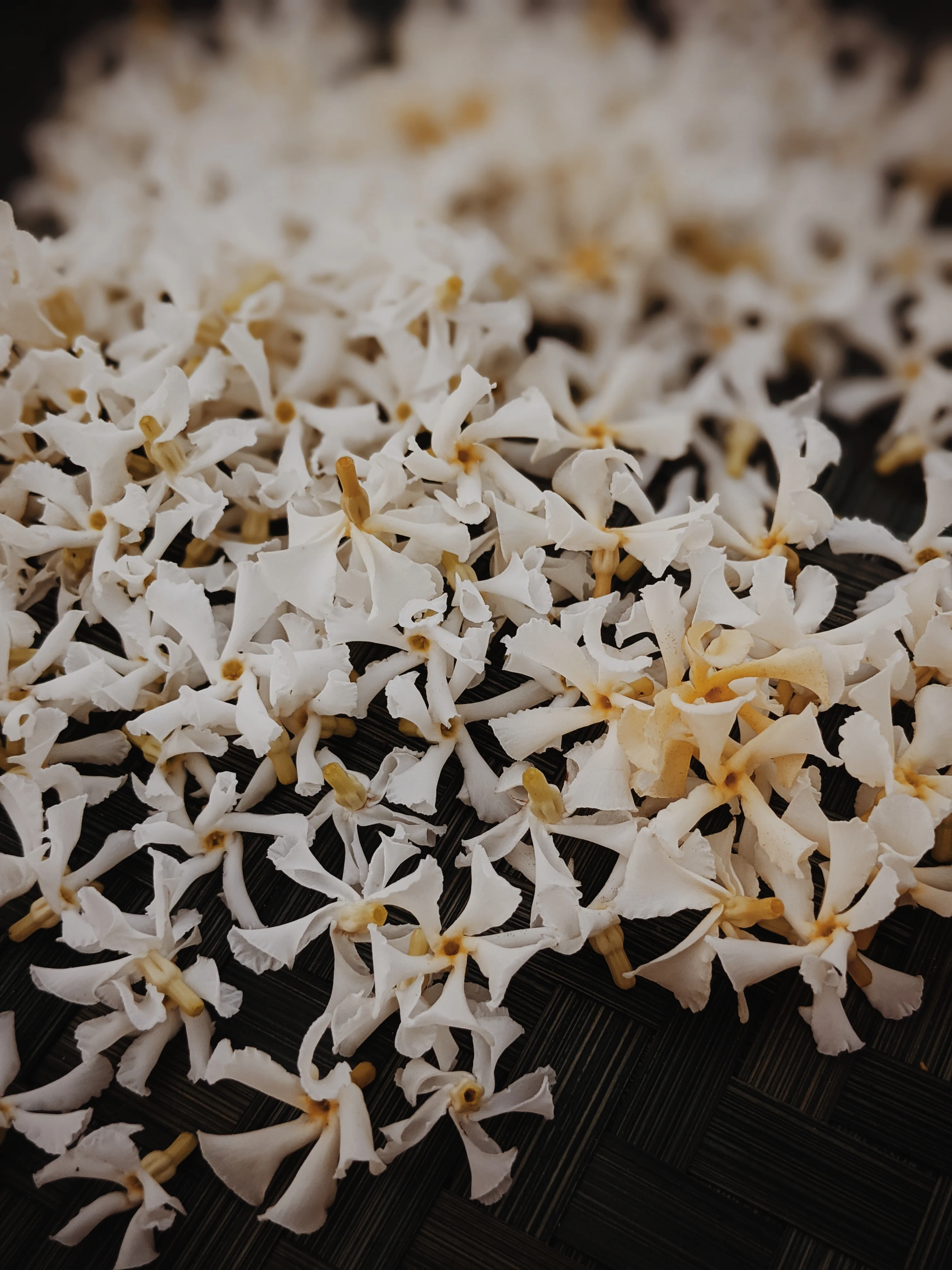 Liana (September 2017). Aged Star Jasmine Enfleurage Extrait. Organic Trachelospermum jasminoides perfume. Biodynamic - Image 27