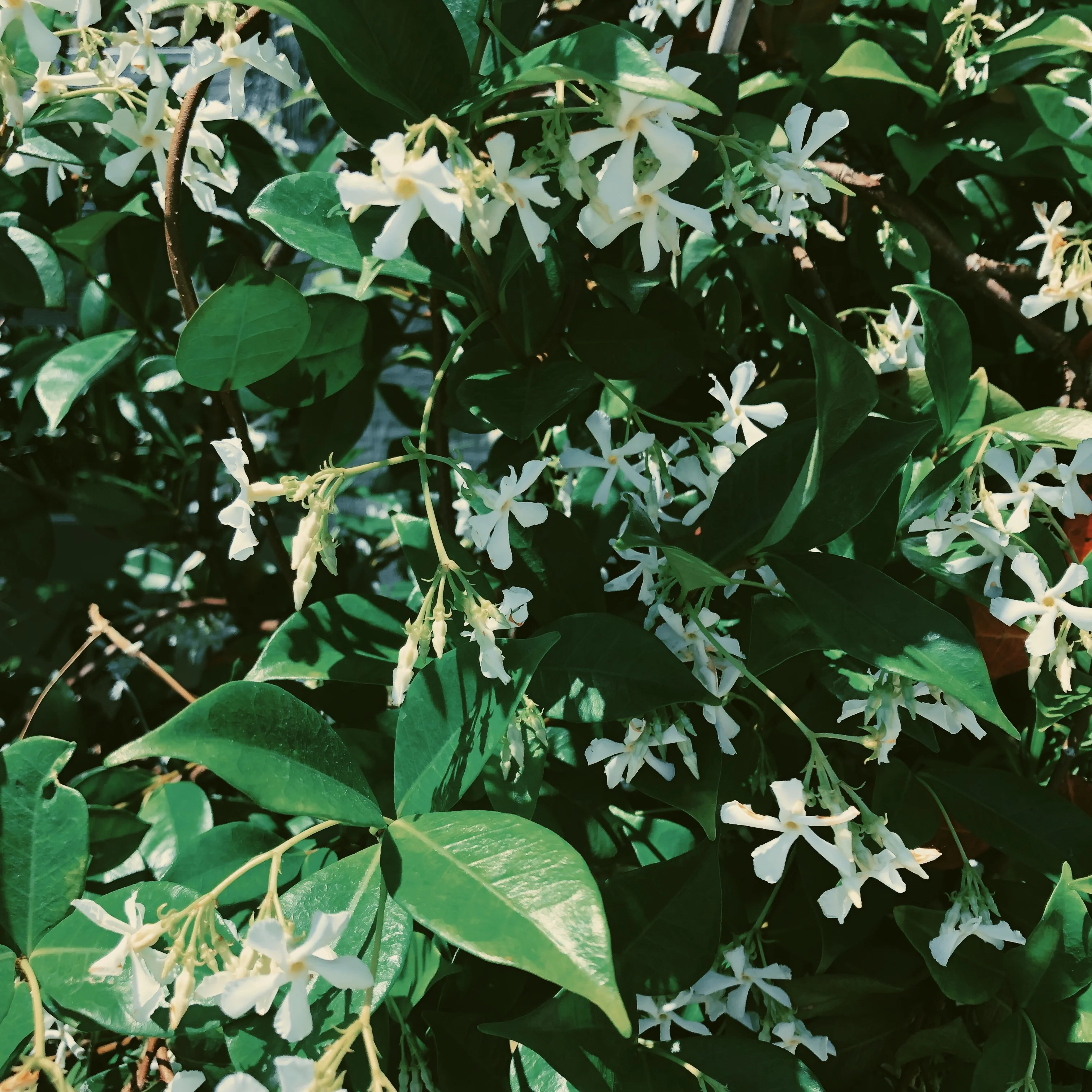 Liana (September 2017). Aged Star Jasmine Enfleurage Extrait. Organic Trachelospermum jasminoides perfume. Biodynamic - Image 28