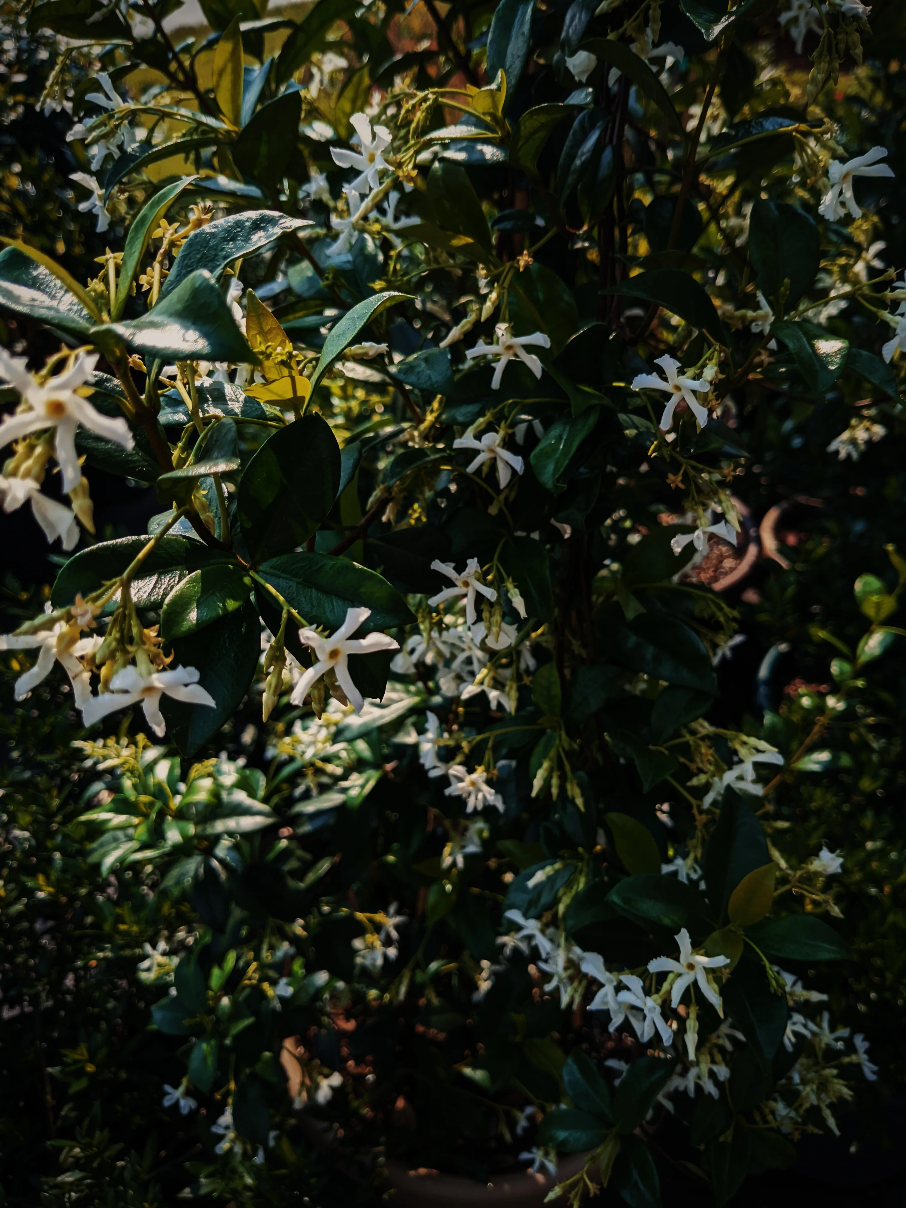 Liana (September 2017). Aged Star Jasmine Enfleurage Extrait. Organic Trachelospermum jasminoides perfume. Biodynamic - Image 3