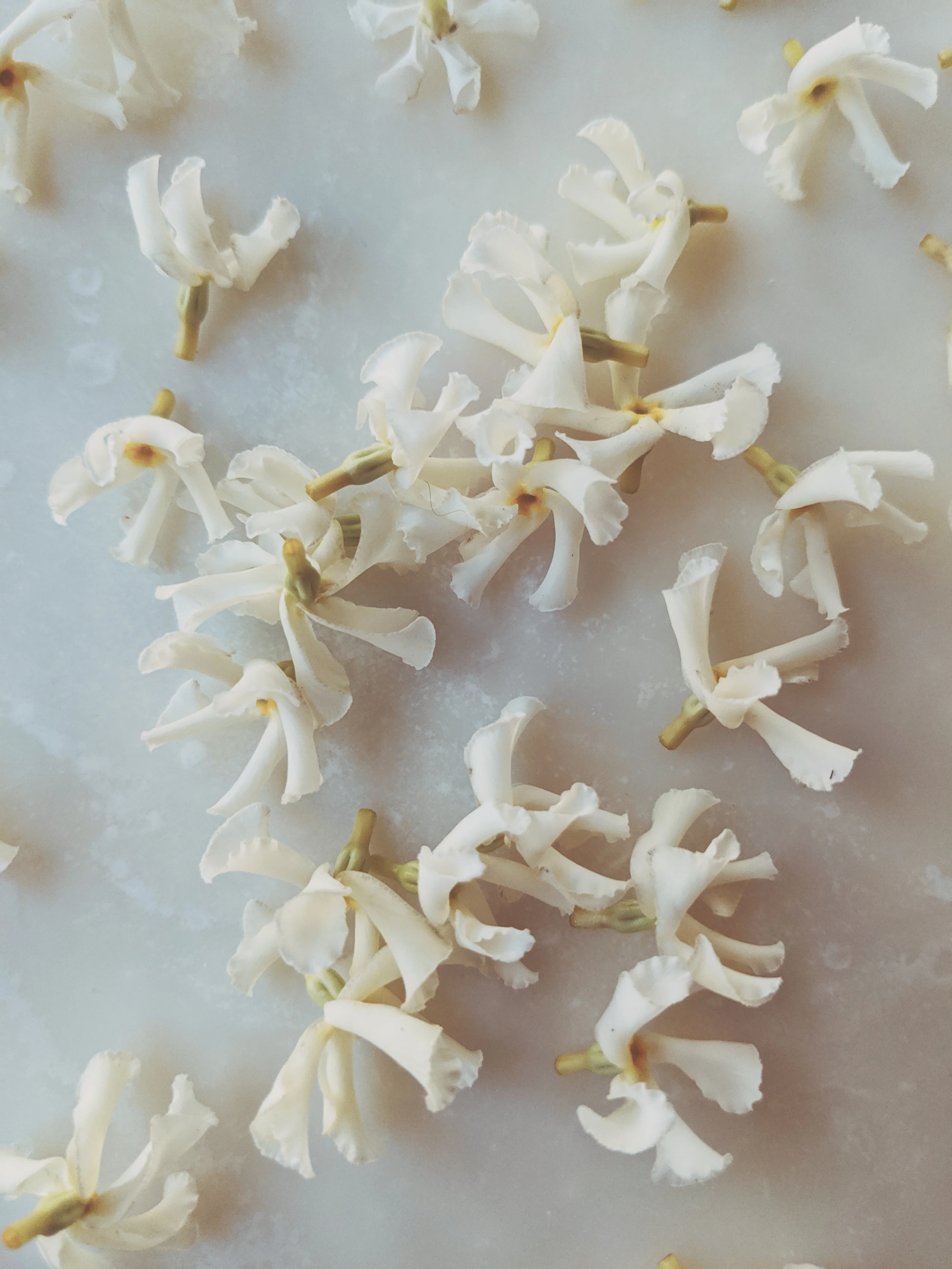 Liana (September 2017). Aged Star Jasmine Enfleurage Extrait. Organic Trachelospermum jasminoides perfume. Biodynamic - Image 4