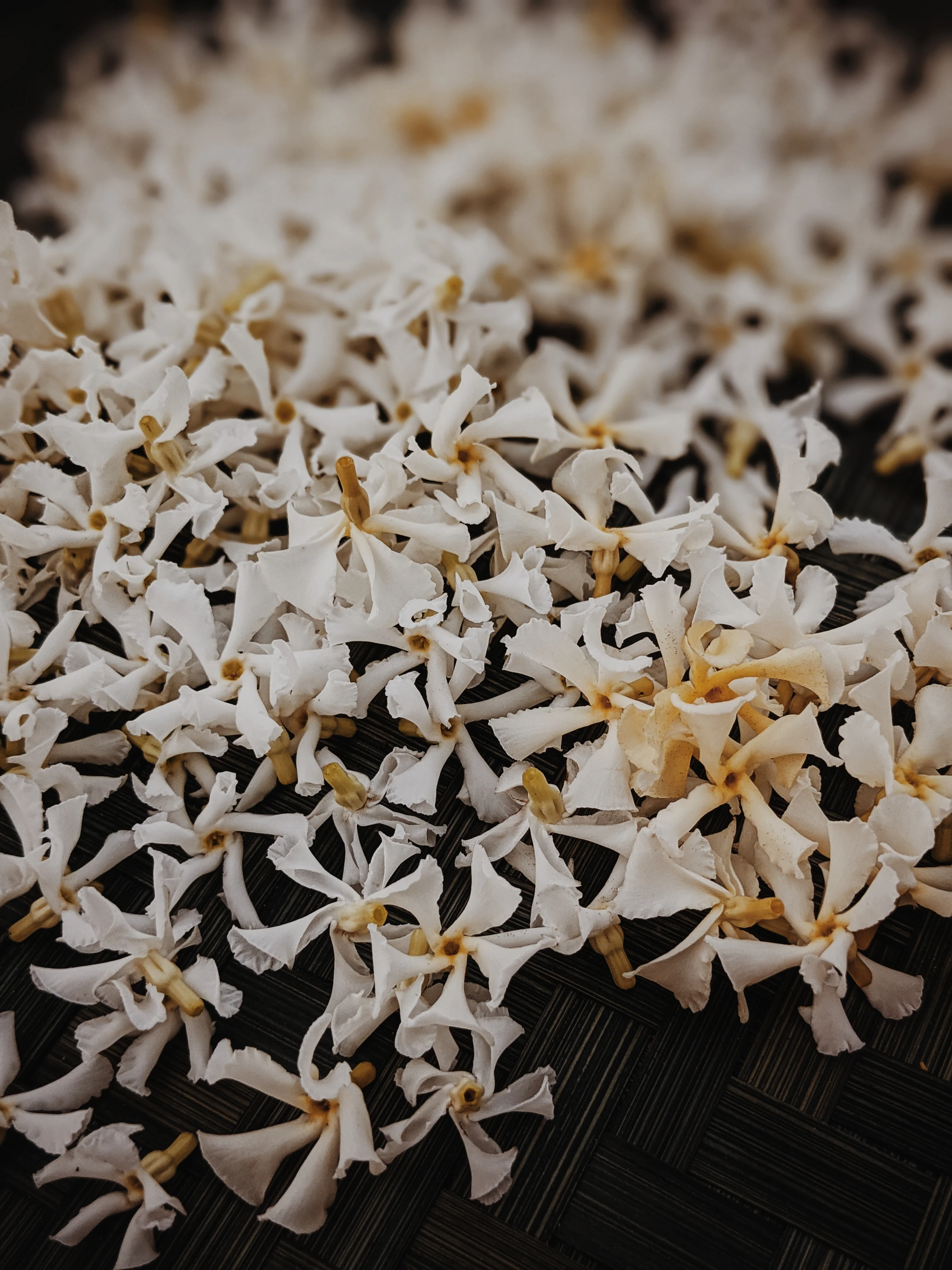 Liana (September 2017). Aged Star Jasmine Enfleurage Extrait. Organic Trachelospermum jasminoides perfume. Biodynamic - Image 7