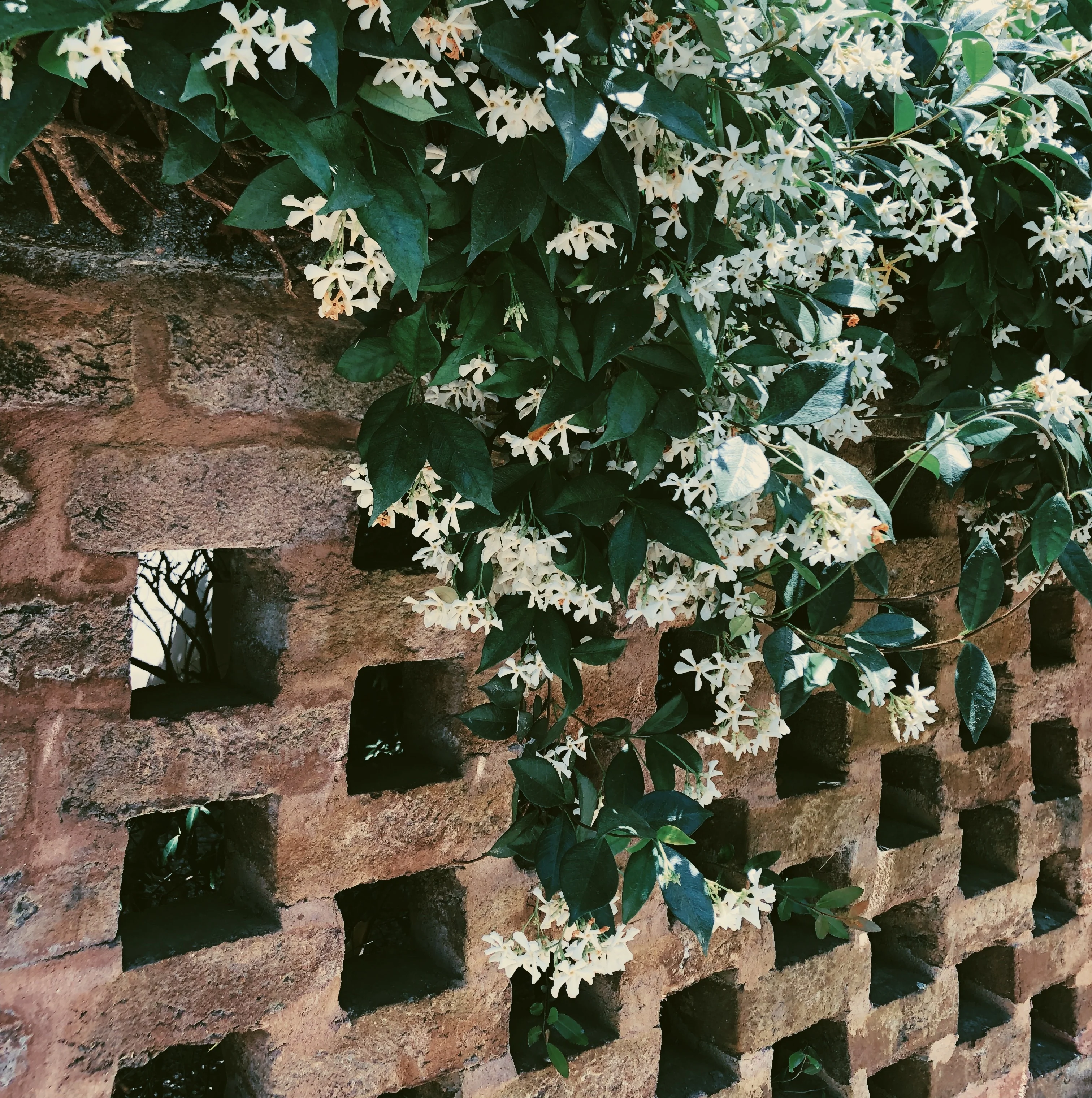 Liana (September 2017). Aged Star Jasmine Enfleurage Extrait. Organic Trachelospermum jasminoides perfume. Biodynamic - Image 9
