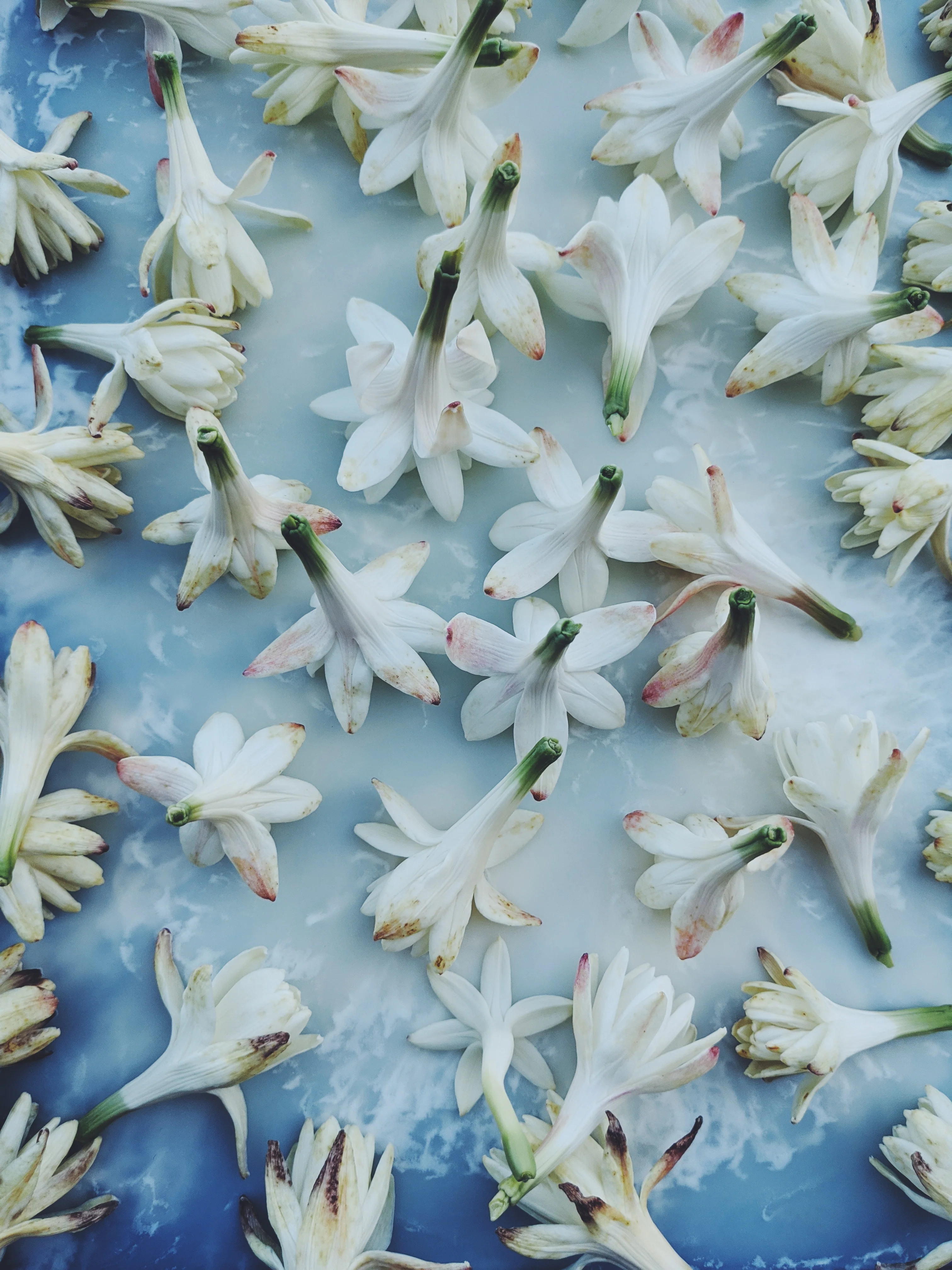 Tuberose Enfleurage. - Image 11