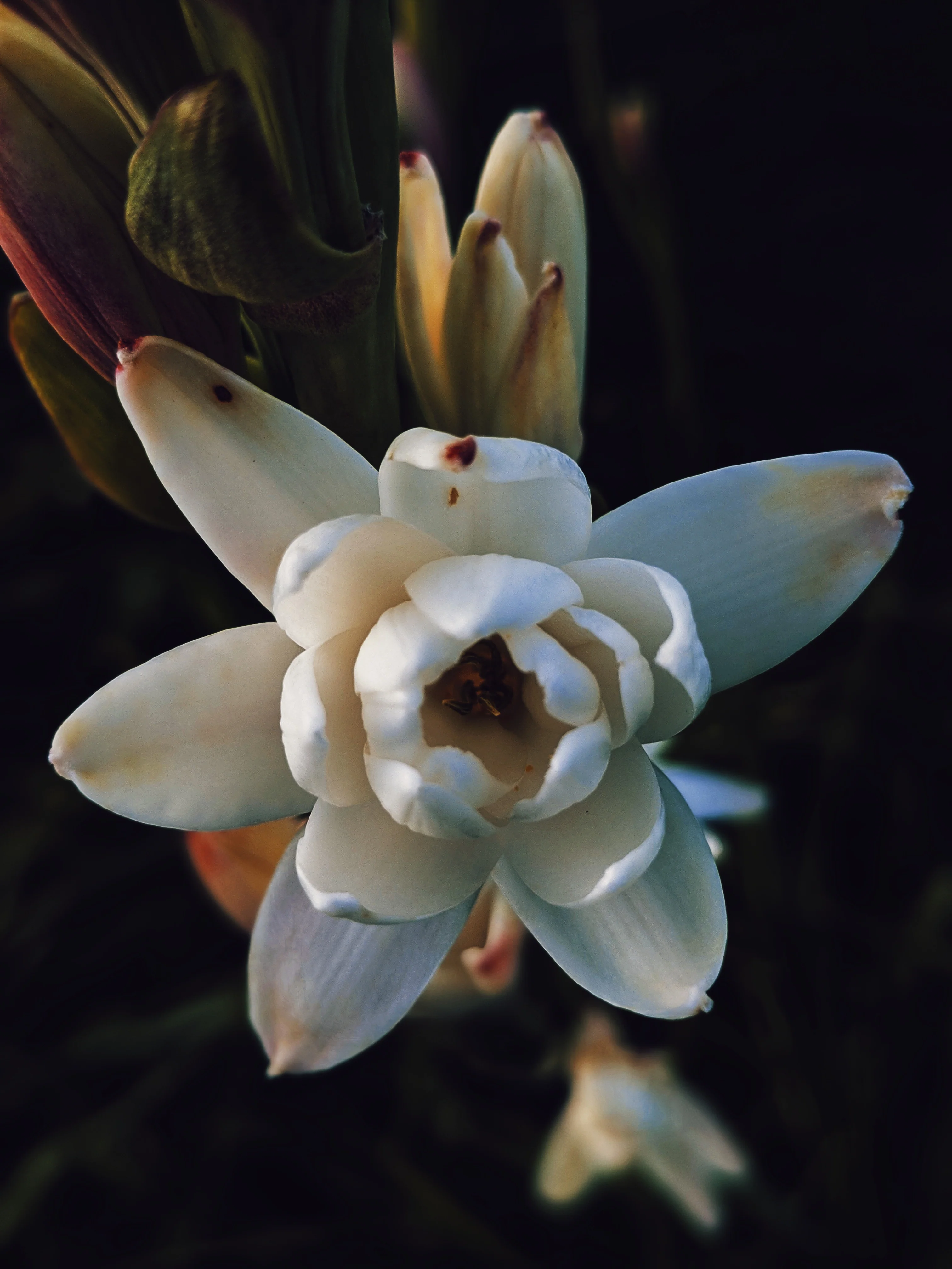 Tuberose Enfleurage. - Image 13