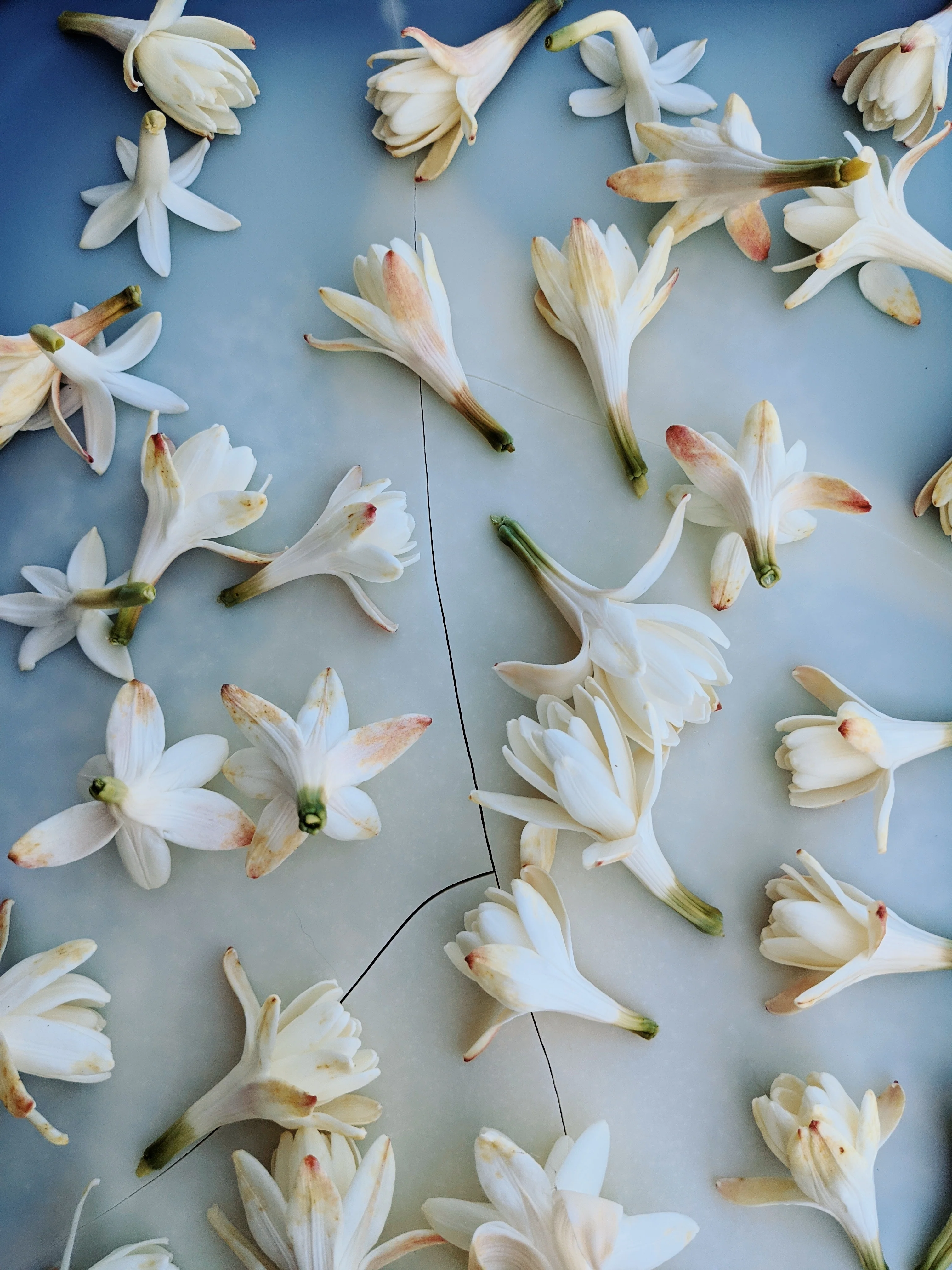 Tuberose Enfleurage. - Image 15